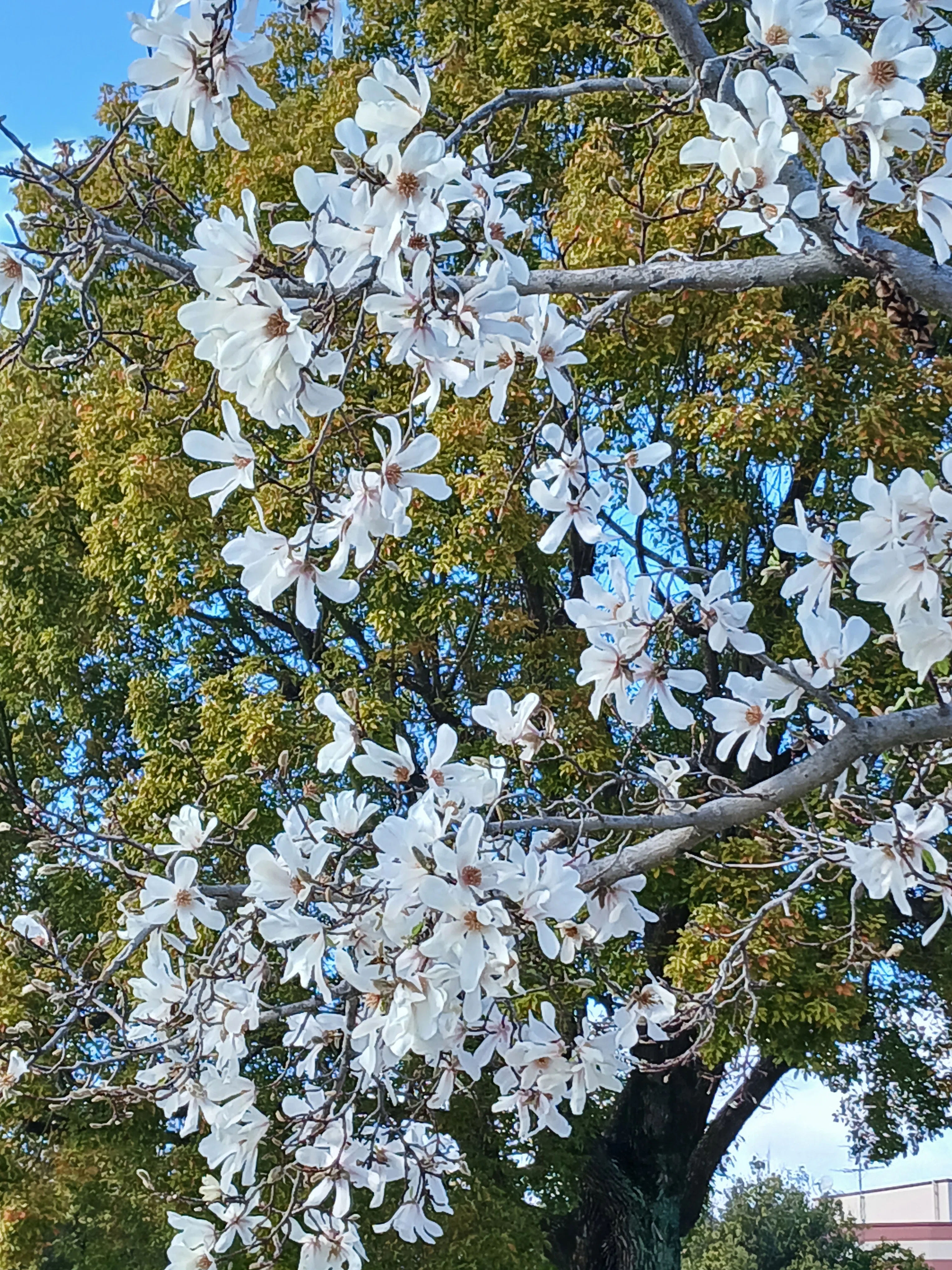 桜咲く｜merci_pt