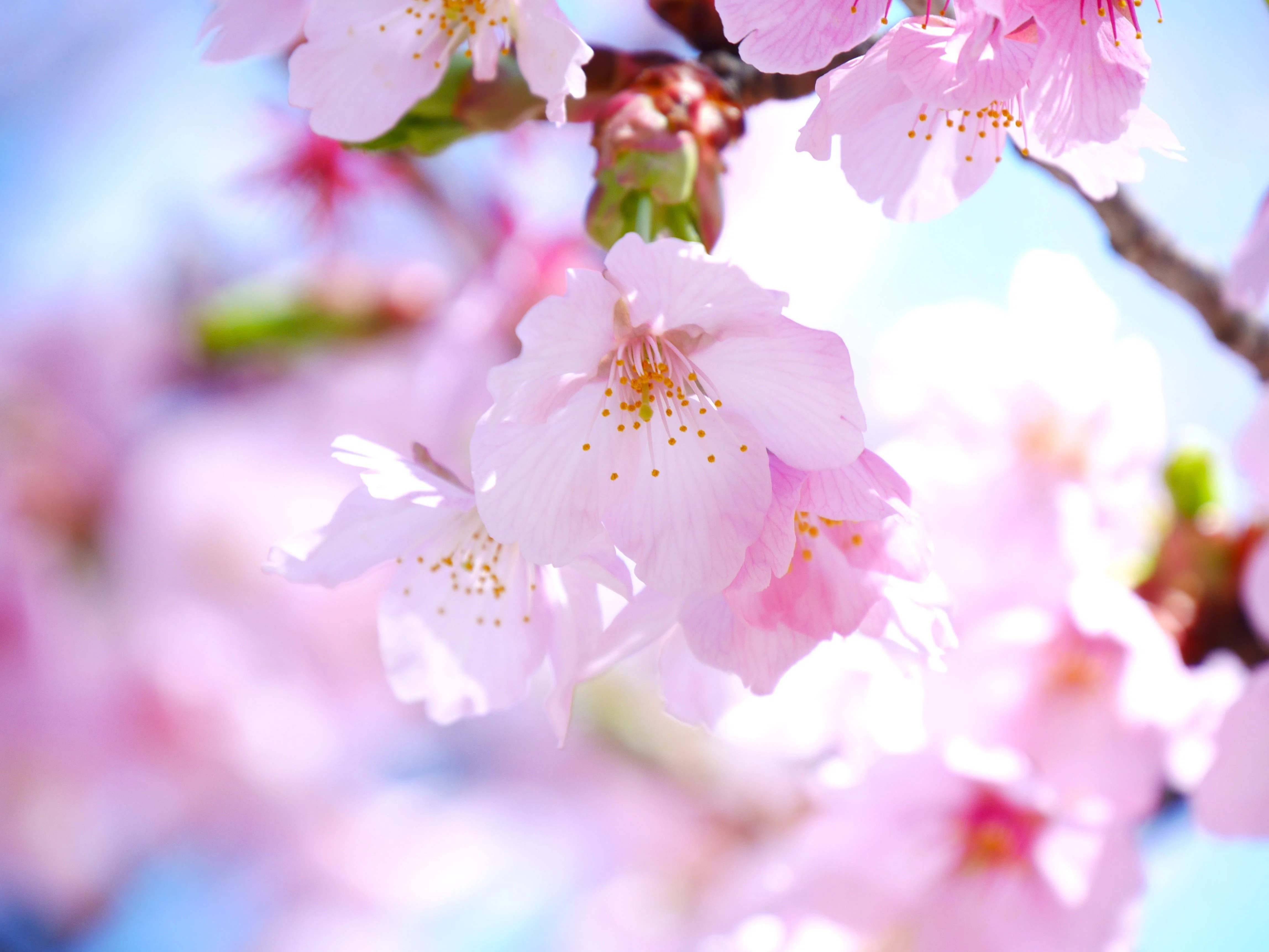 ⑤桜pink*flower*happiness春の訪れ シーグラスアート