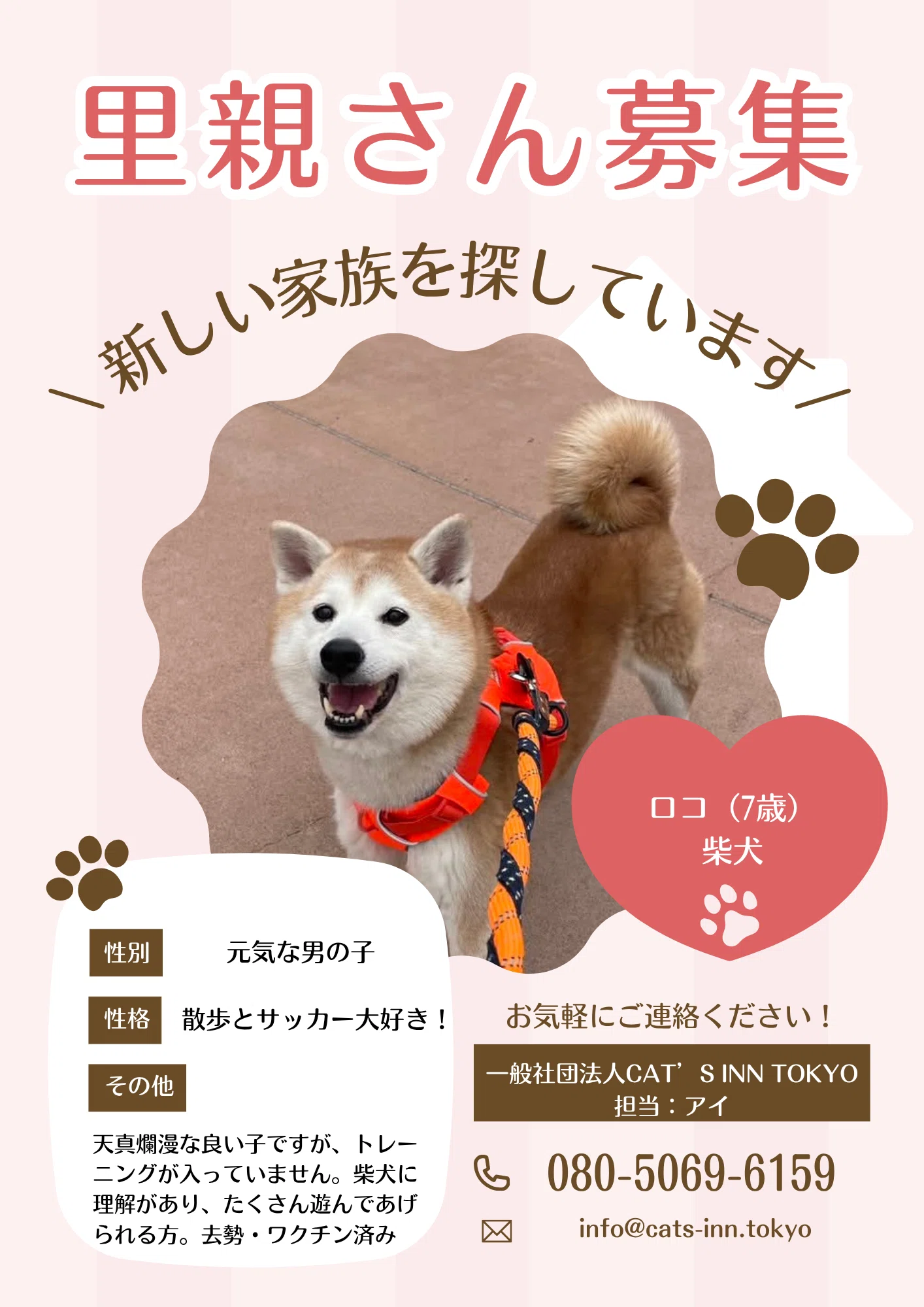 里親さん募集のお知らせ｜ロコくん（柴犬・7歳）｜いたばし犬部