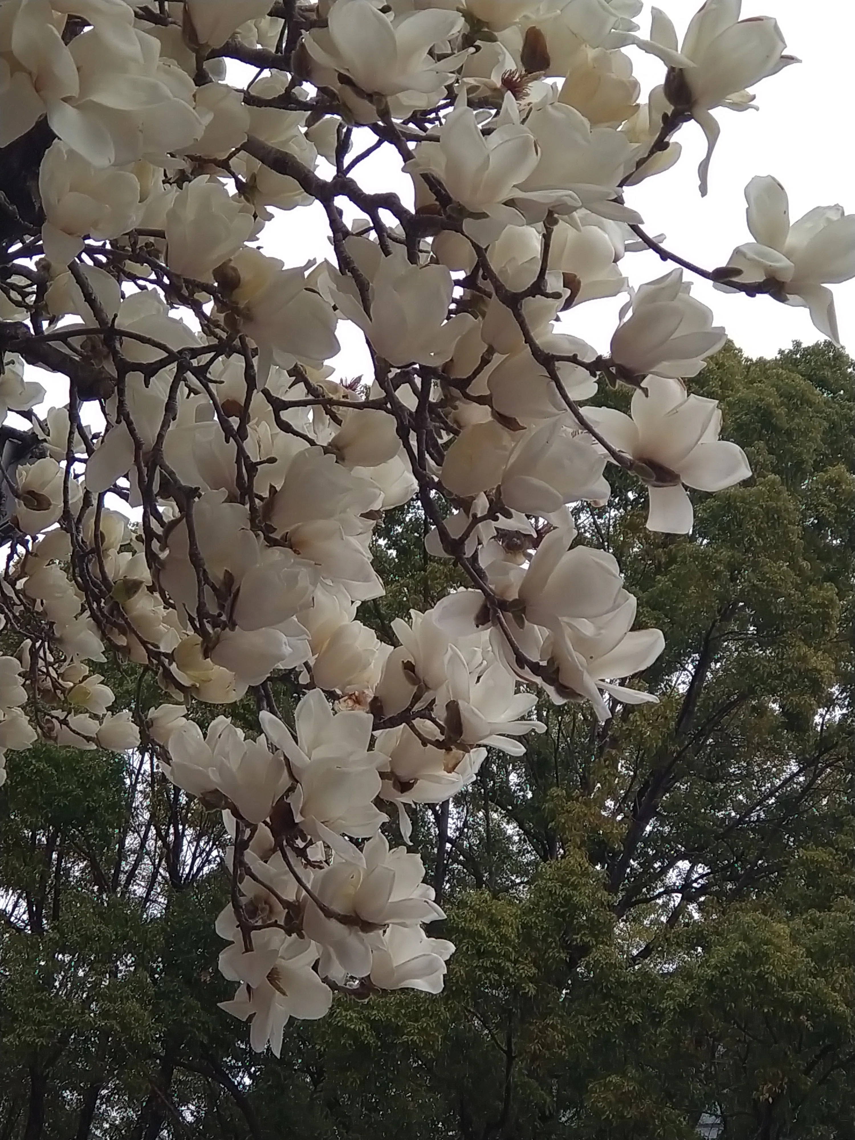木蓮の花。｜kuwin
