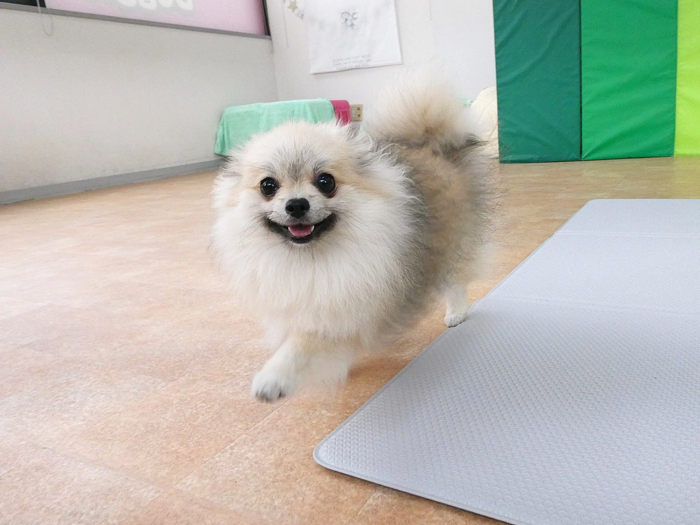 幼稚園体験に来てくれたポメラニアンの【るるちゃん】 犬のしつけ教室