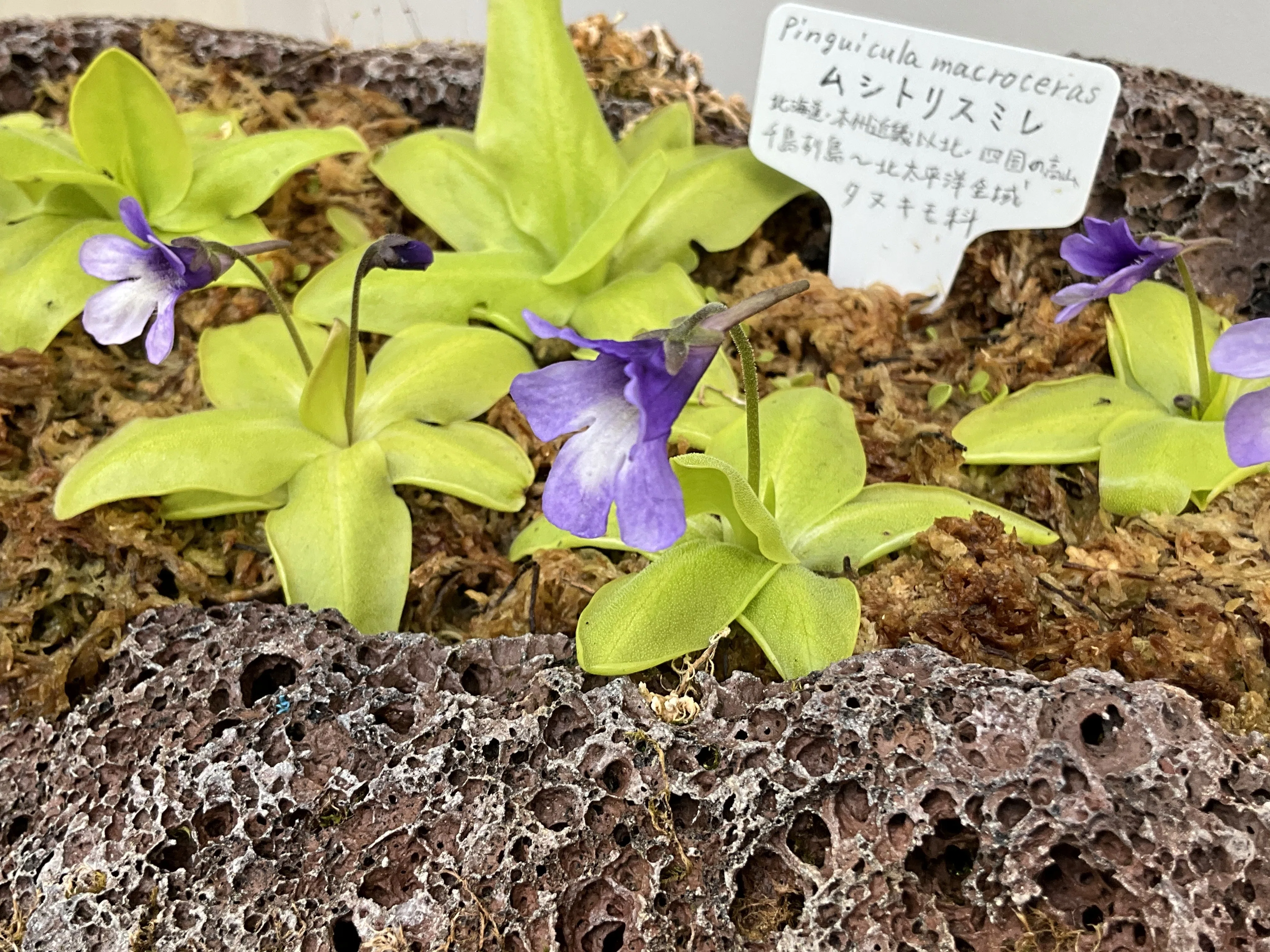 ムシトリスミレ（京都府立植物園）：2026年3月31日（火）｜藤井秀昭