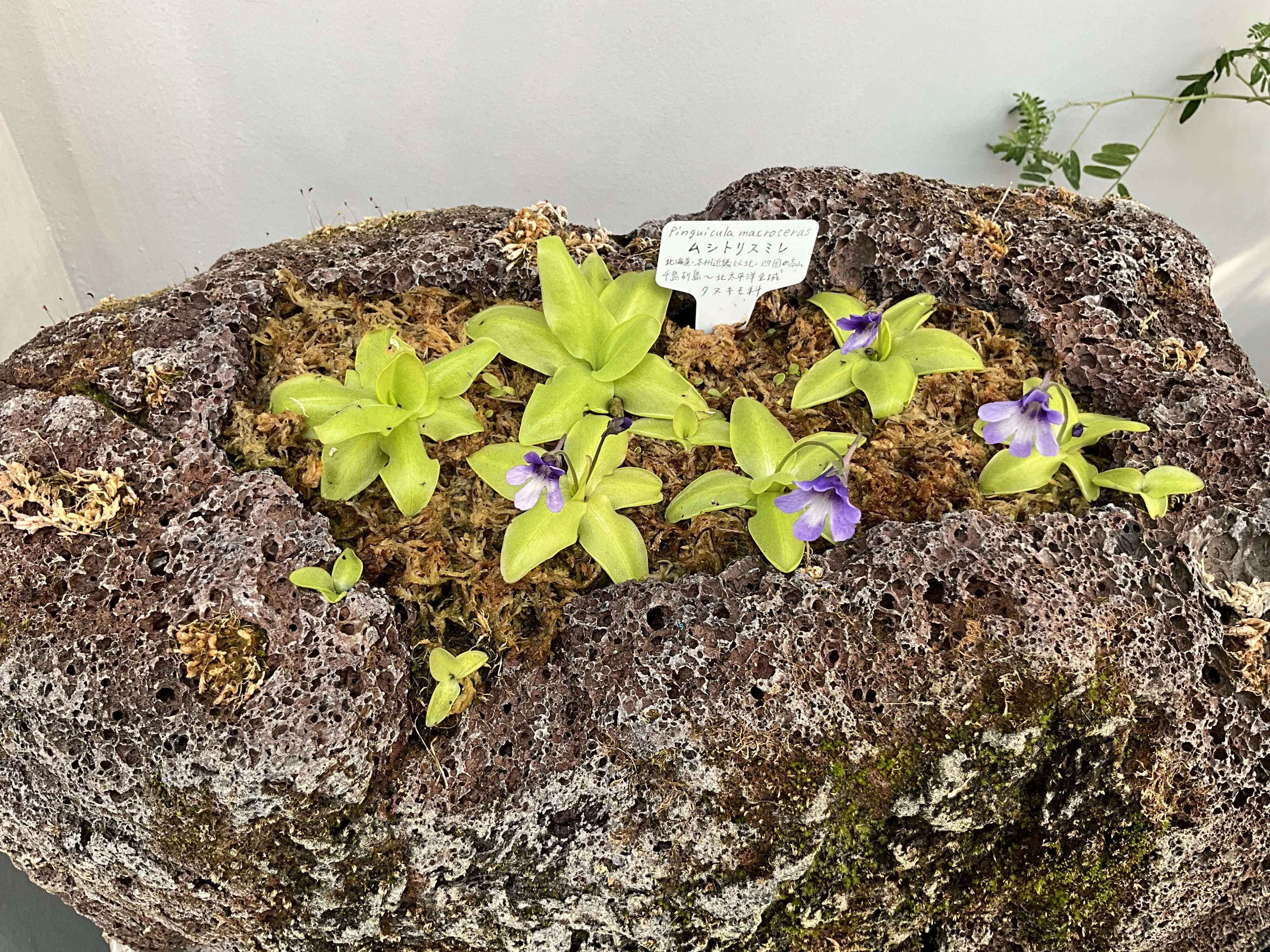 ムシトリスミレ（京都府立植物園）：2026年3月31日（火）｜藤井秀昭