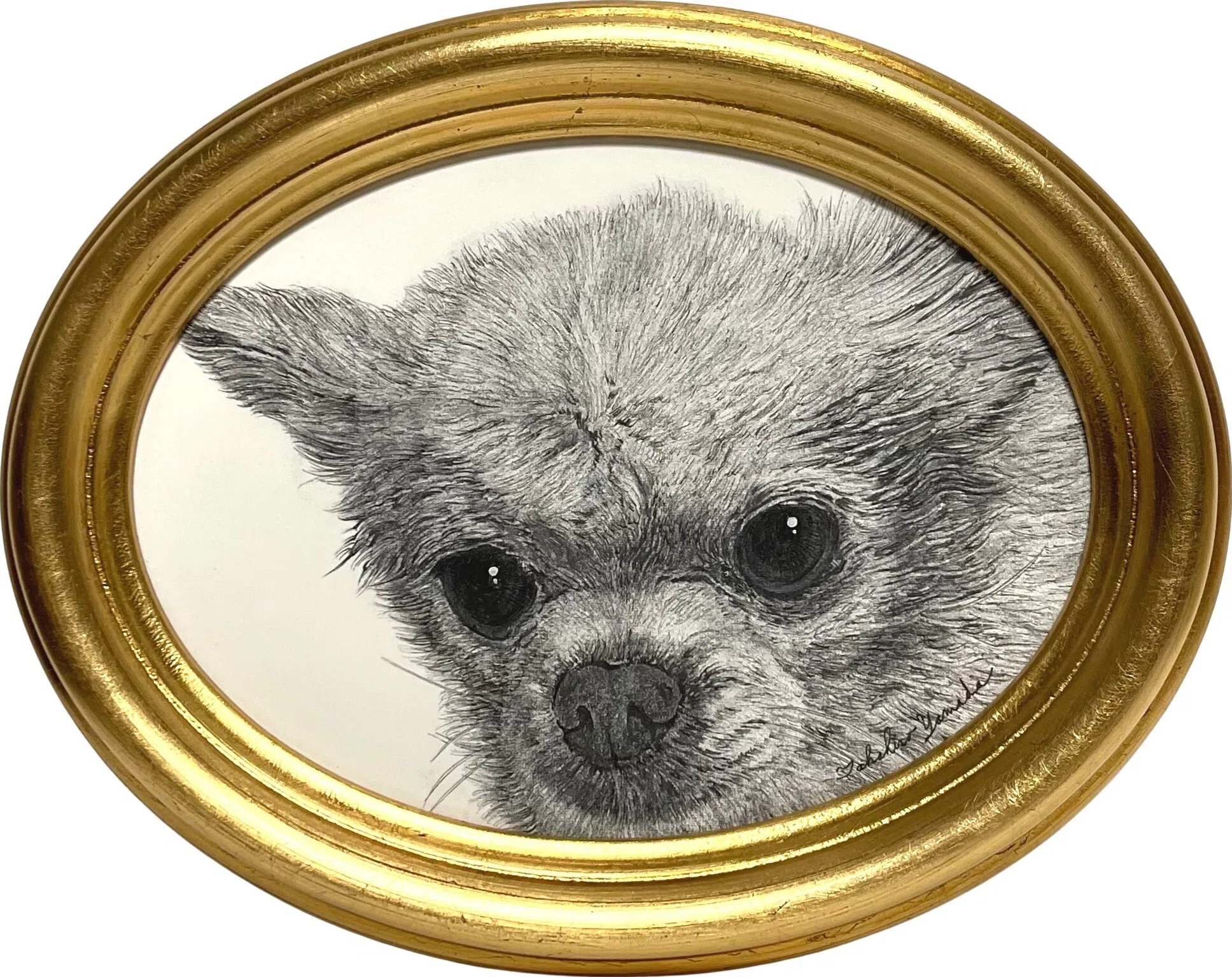 今週は犬】 This Week, a Dog 2026/3/27｜山田貴裕