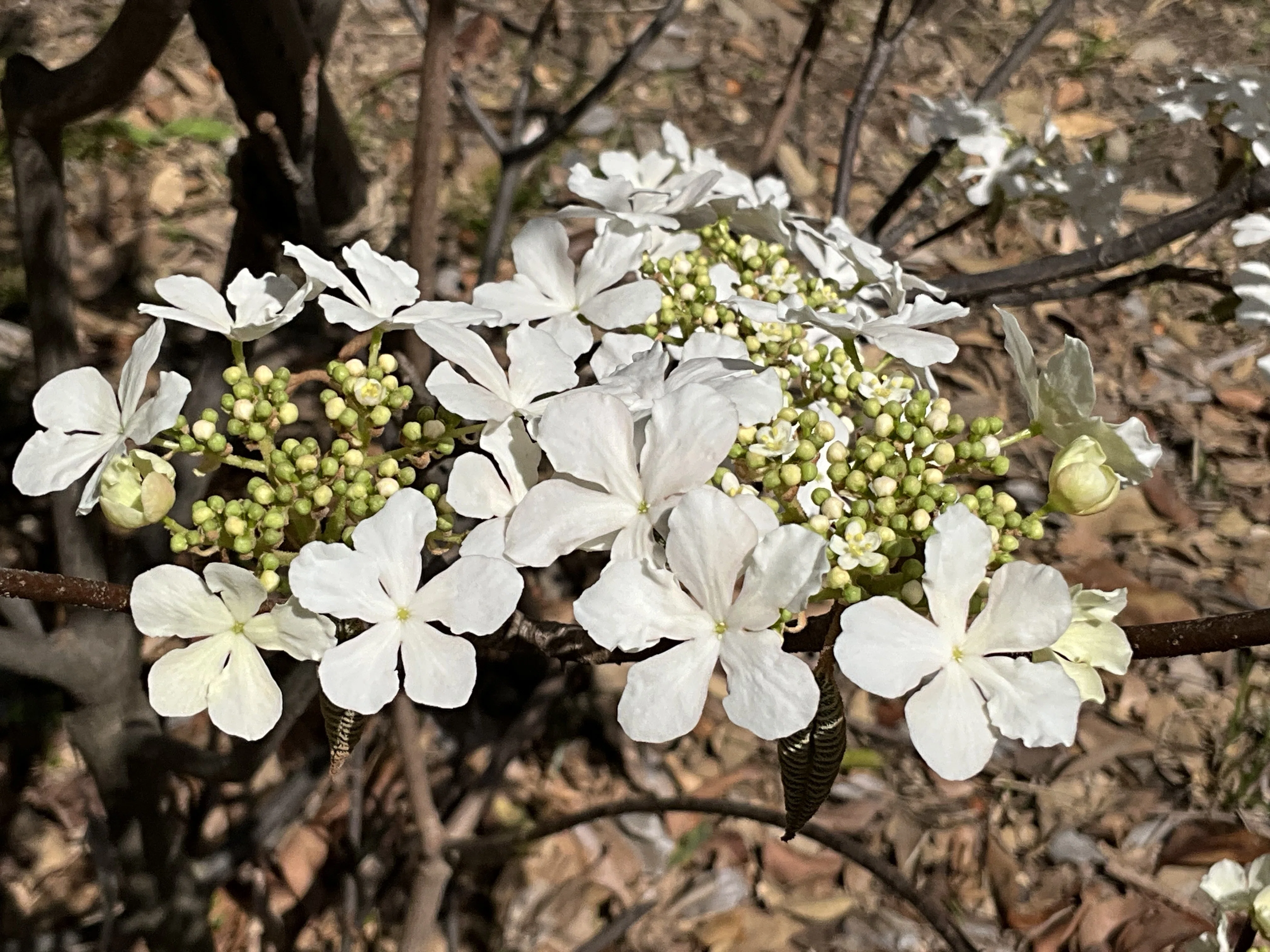オオカメノキ（京都府立植物園）：2026年3月28日（土）｜藤井秀昭