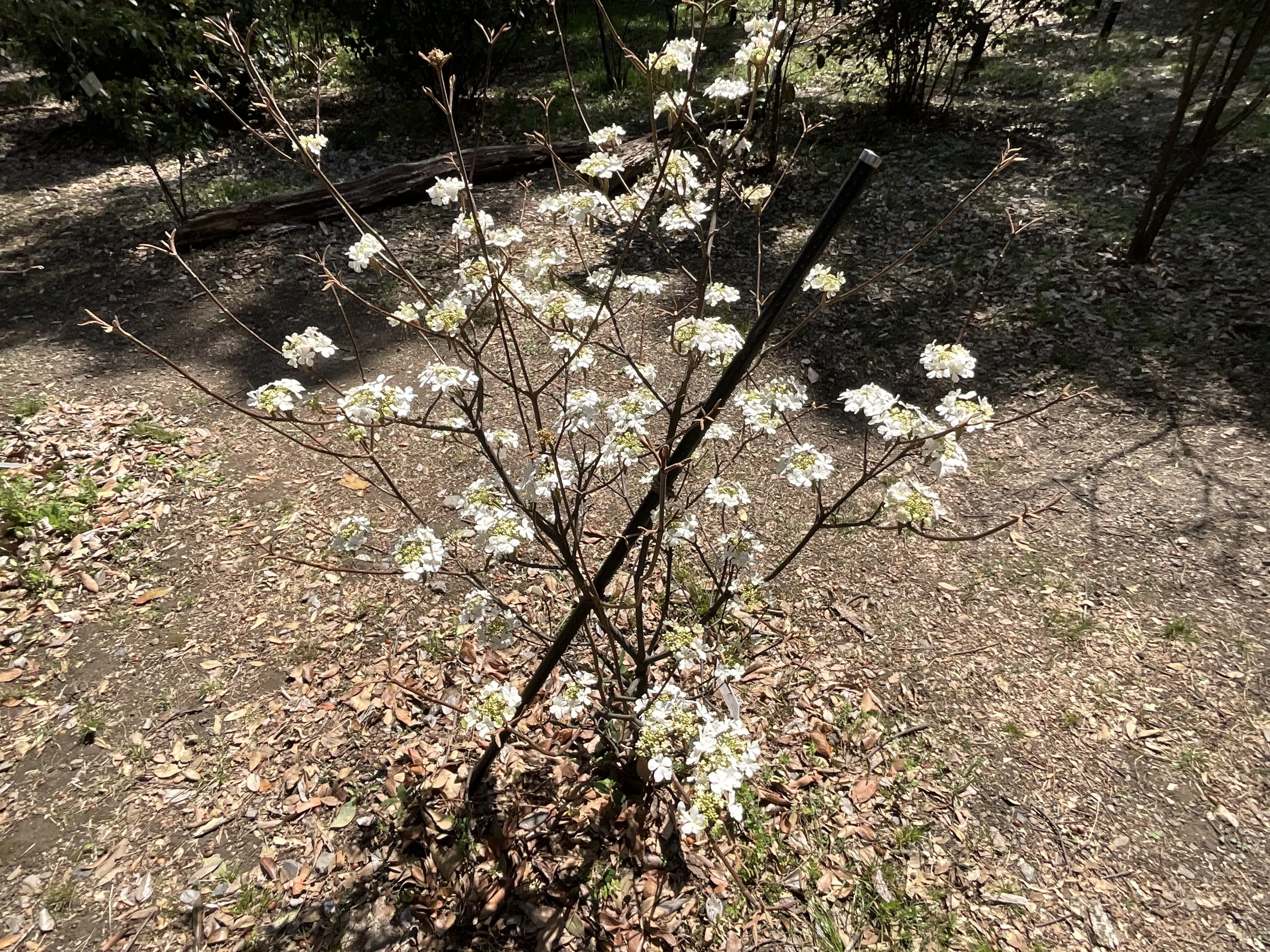 オオカメノキ（京都府立植物園）：2026年3月28日（土）｜藤井秀昭