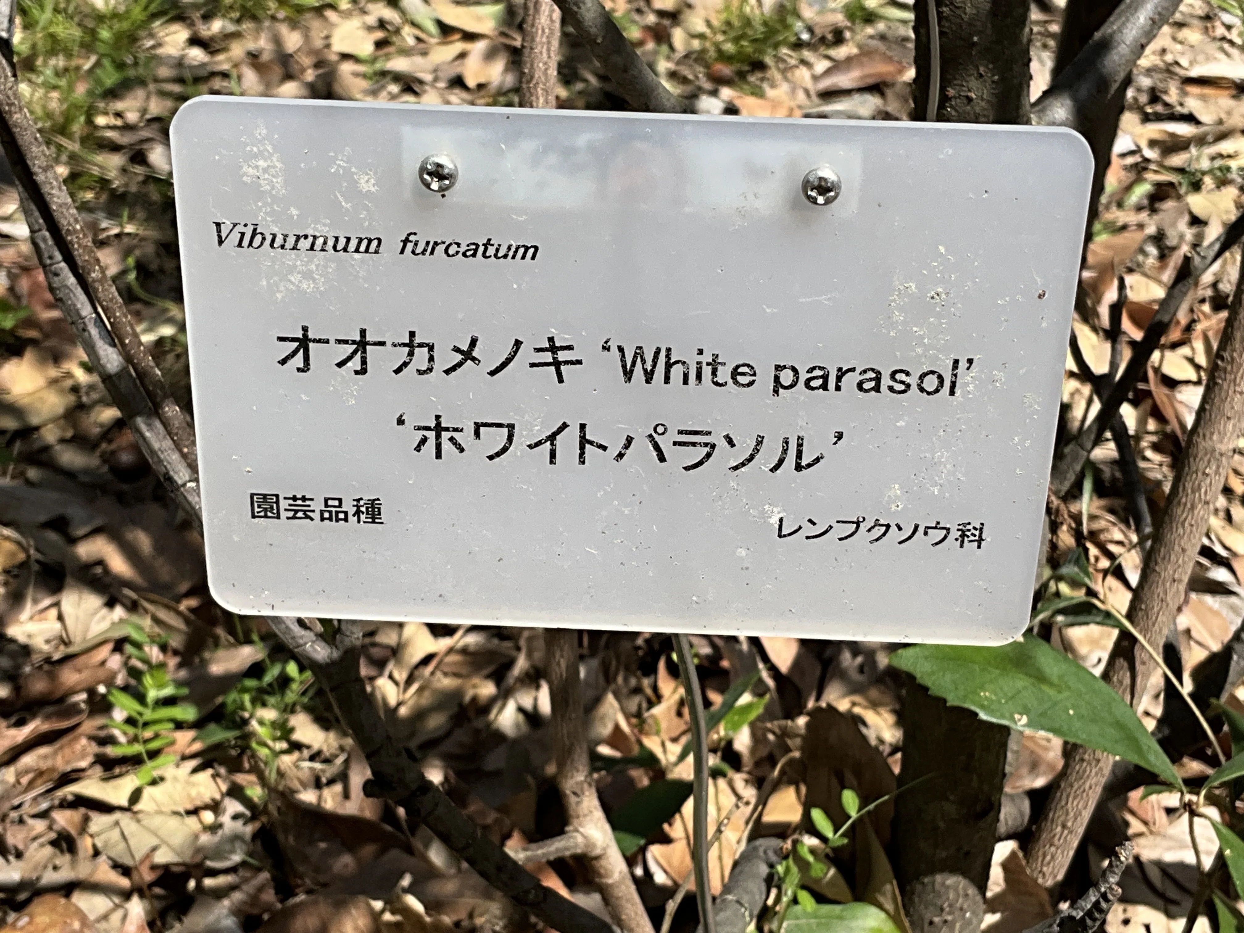 オオカメノキ（京都府立植物園）：2026年3月28日（土）｜藤井秀昭