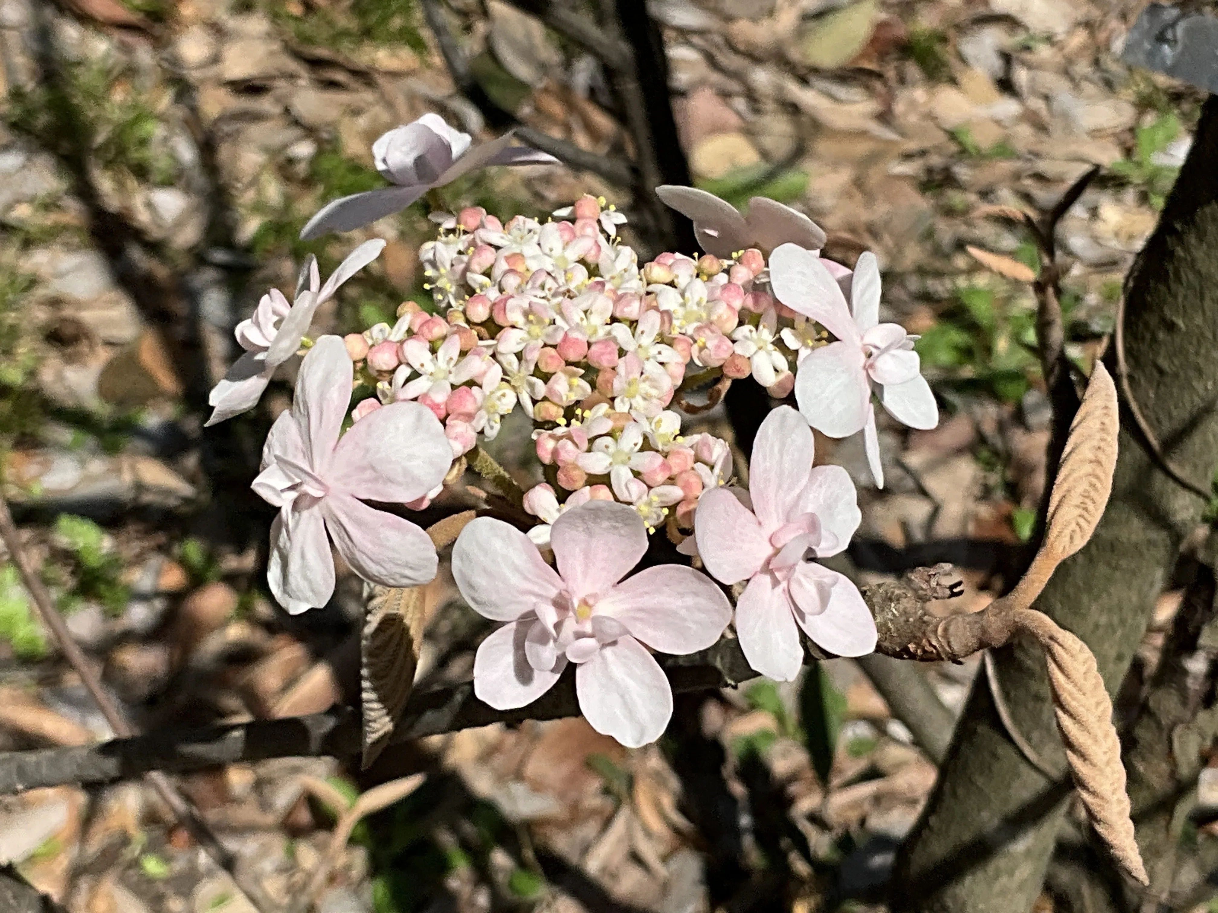 オオカメノキ（京都府立植物園）：2026年3月28日（土）｜藤井秀昭