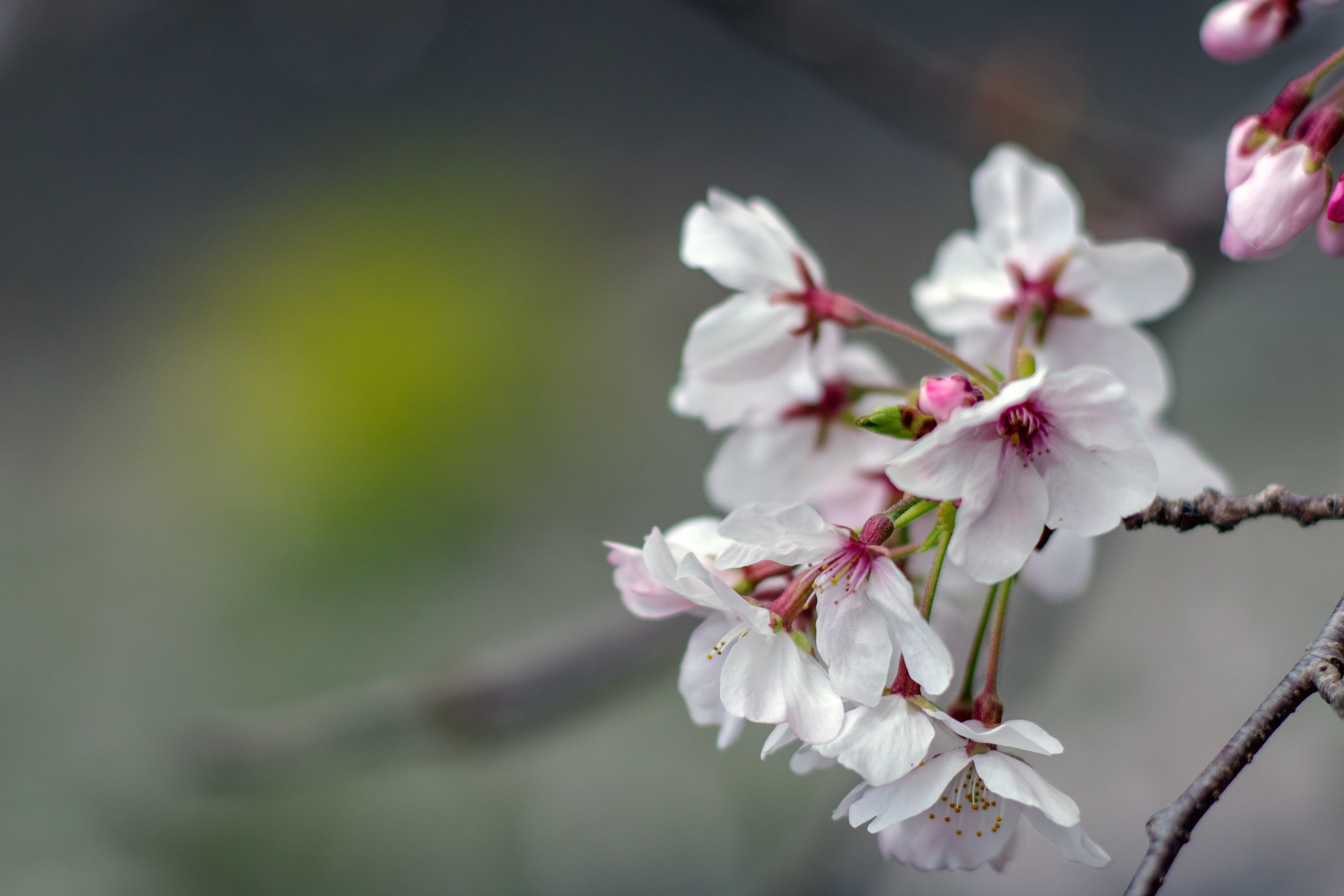 桜咲く ｜shogo.m