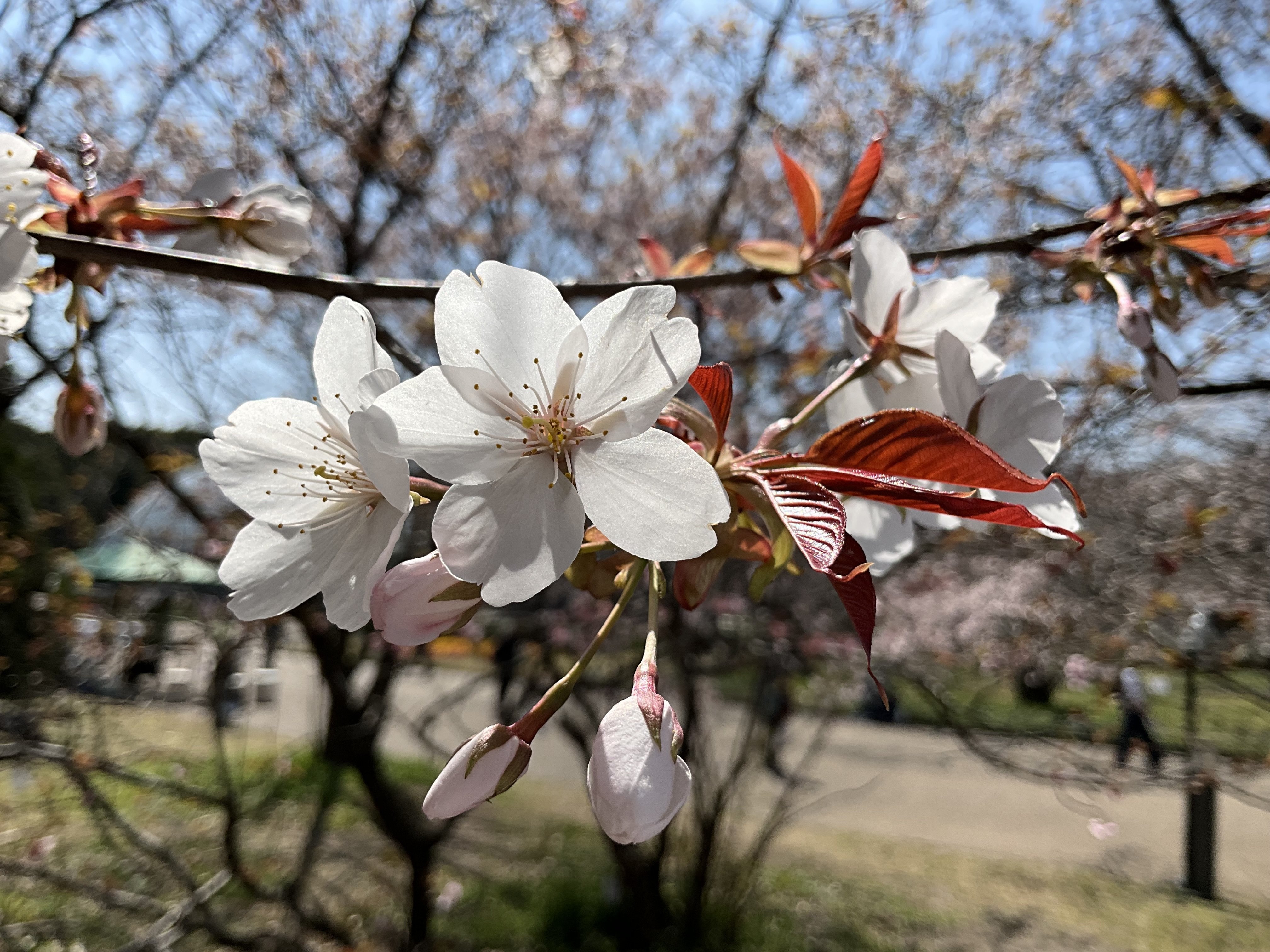 山採り　ヤマザクラ ヤマザクラが咲く（京都府立植物園）No.136：2026年3月27日（金