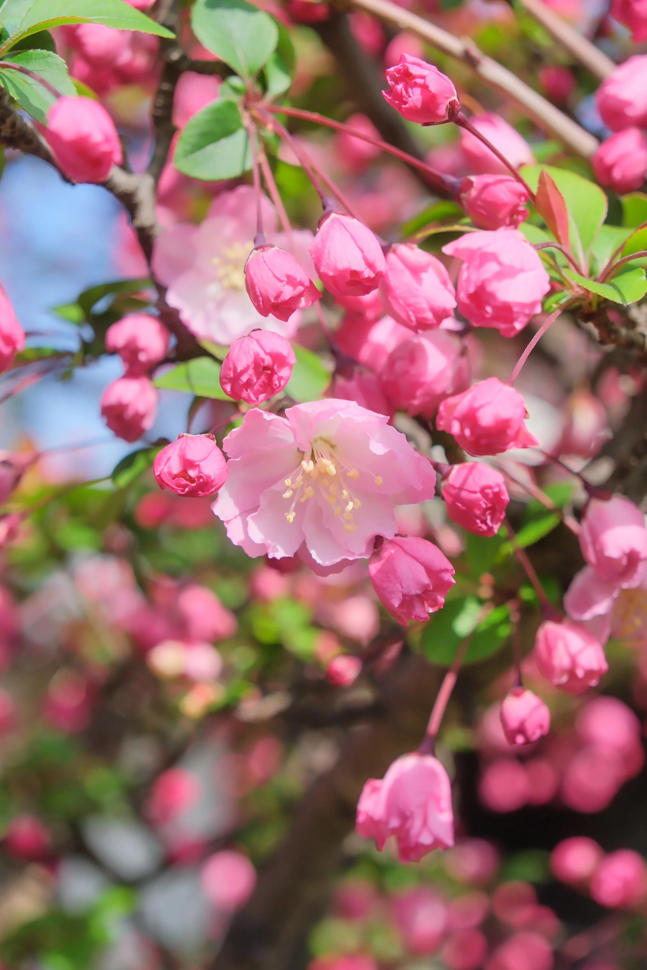 花海棠（X-T5 : Tamron 18-300mm F/3.5-6.3 ） 桜っぽいけどリンゴの