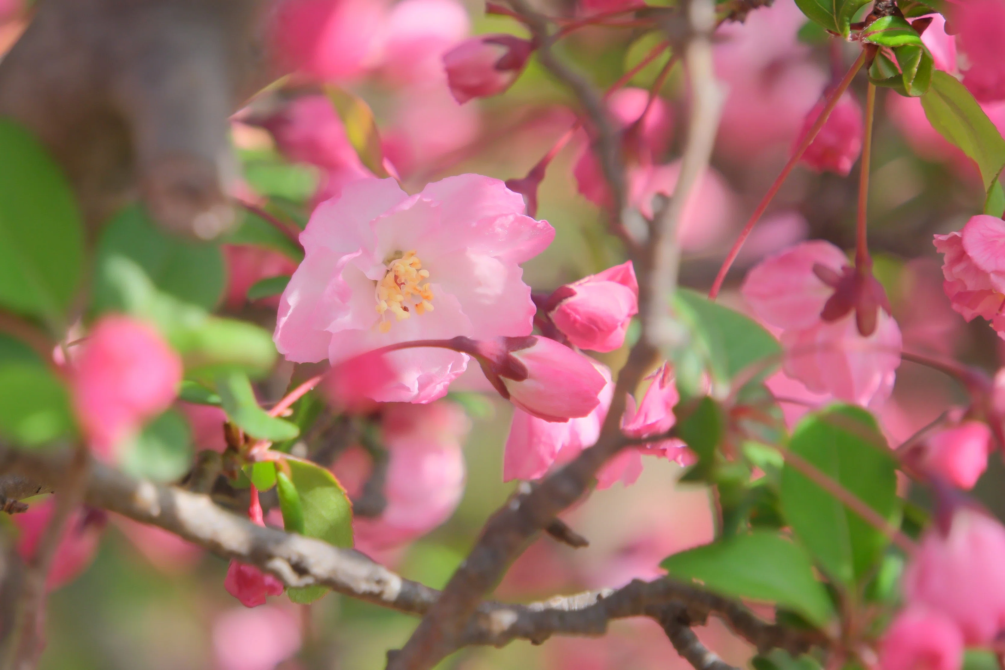 花海棠（X-T5 : Tamron 18-300mm F/3.5-6.3 ） 桜っぽいけどリンゴの