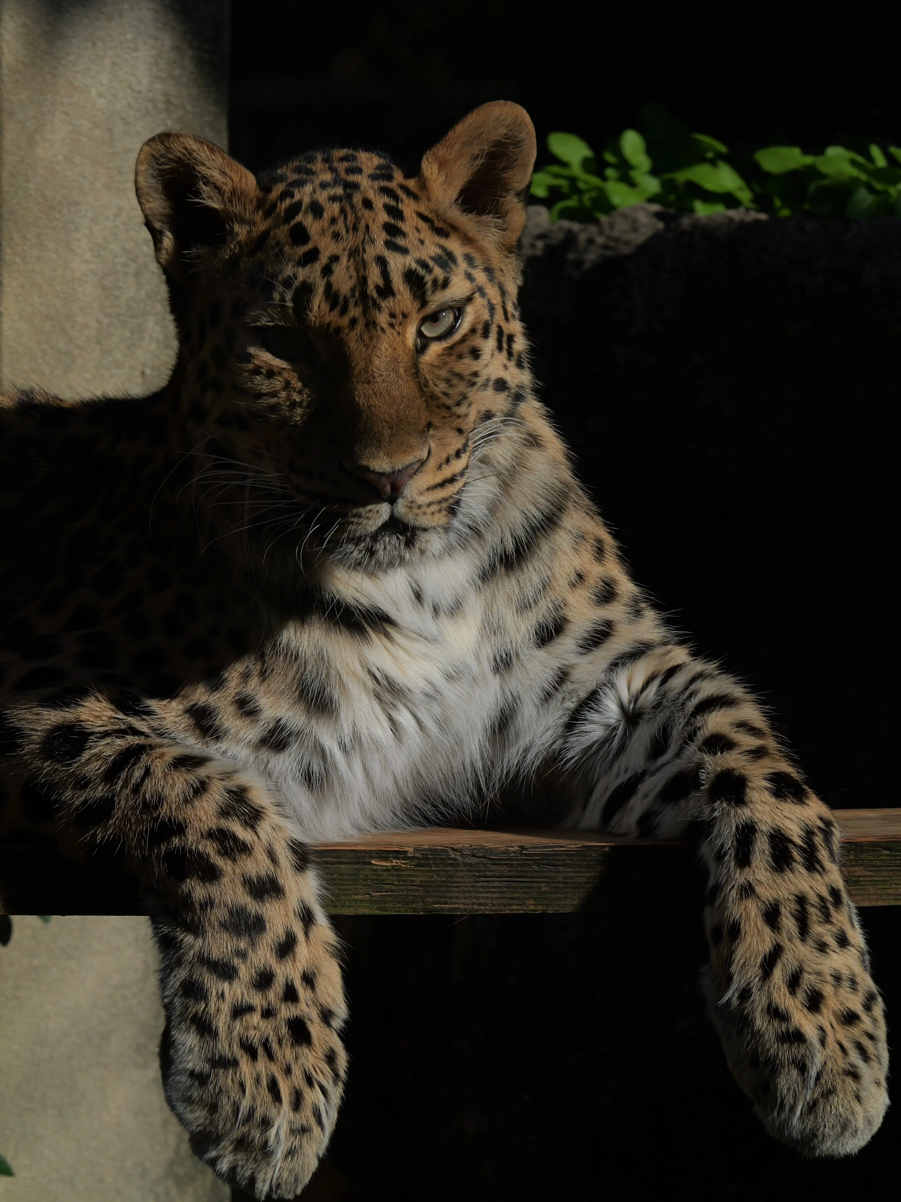 専用　GVARIO100-300F4.0-5.6IIPOWER O.I.S.