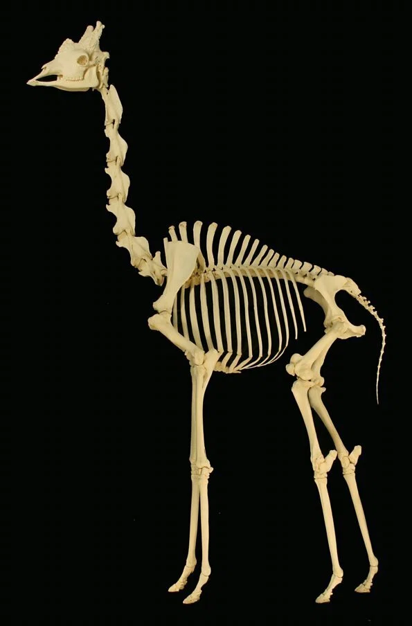 第56講】キリンの首の骨は何個？ 生物学の「7」と、スポーツ競技・肝臓