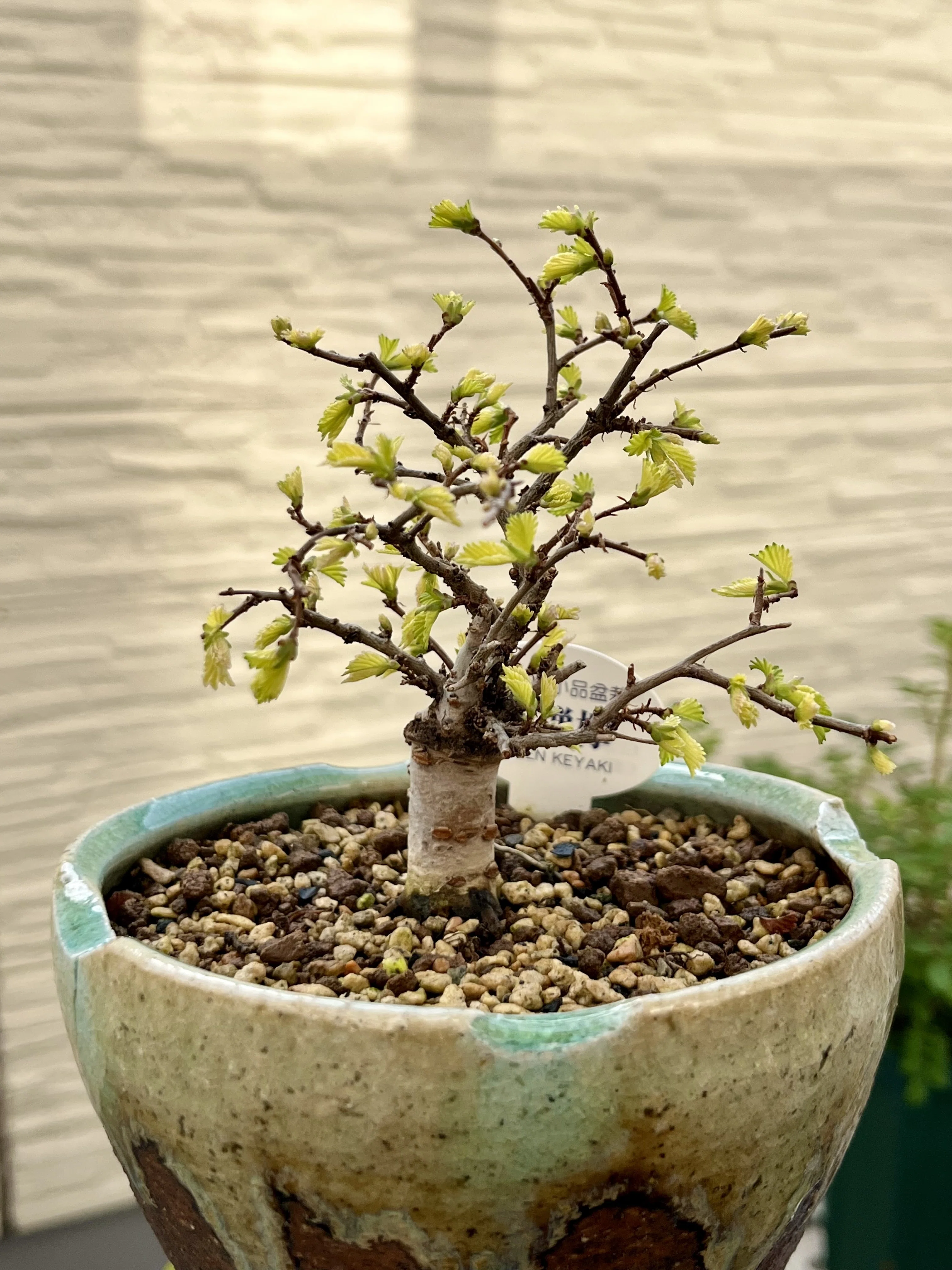 苔梅　苔木　エディブルフラワー　飾り葉 苔梅って何に？いけばなによく使われています | いけばなライフ・Mirinegi