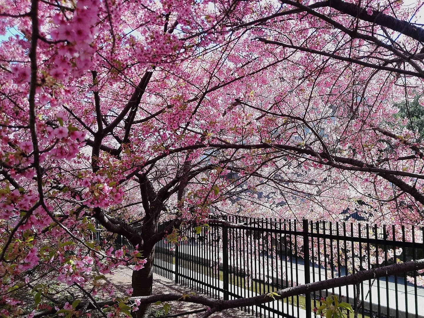 川面をのぞきこむ桜たち🌸溢れるピンクに癒されて☆淀水路の河津桜｜深