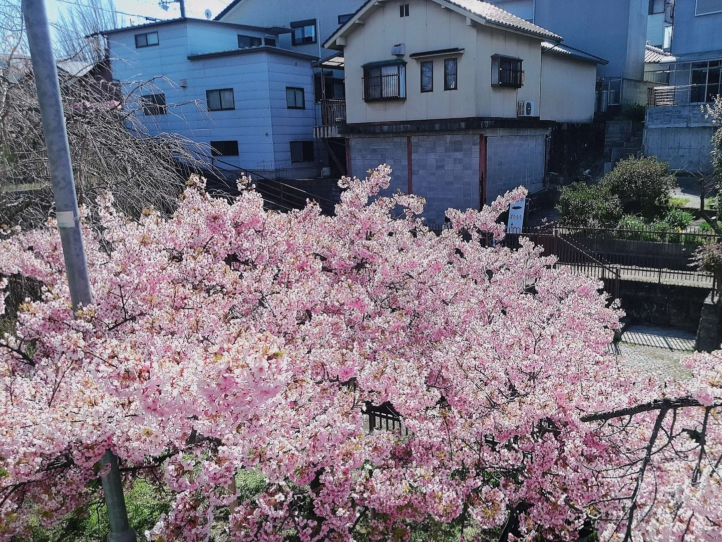 川面をのぞきこむ桜たち🌸溢れるピンクに癒されて☆淀水路の河津桜｜深