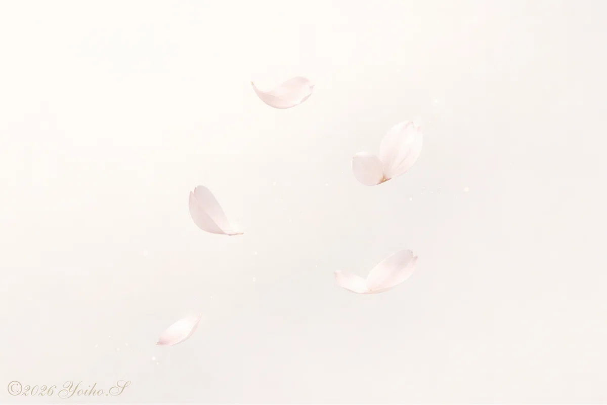 舞い散る桜の花びら