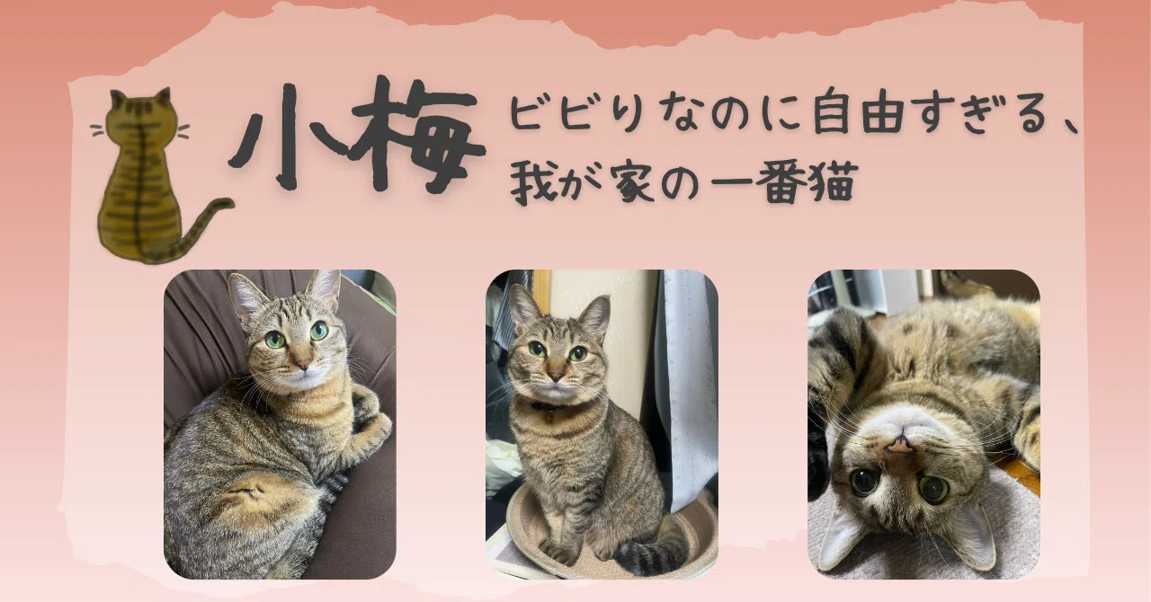 5ニャンズママ(＊プロフ更新＊)ページ 我が家の5にゃんず図鑑🐾｜eri