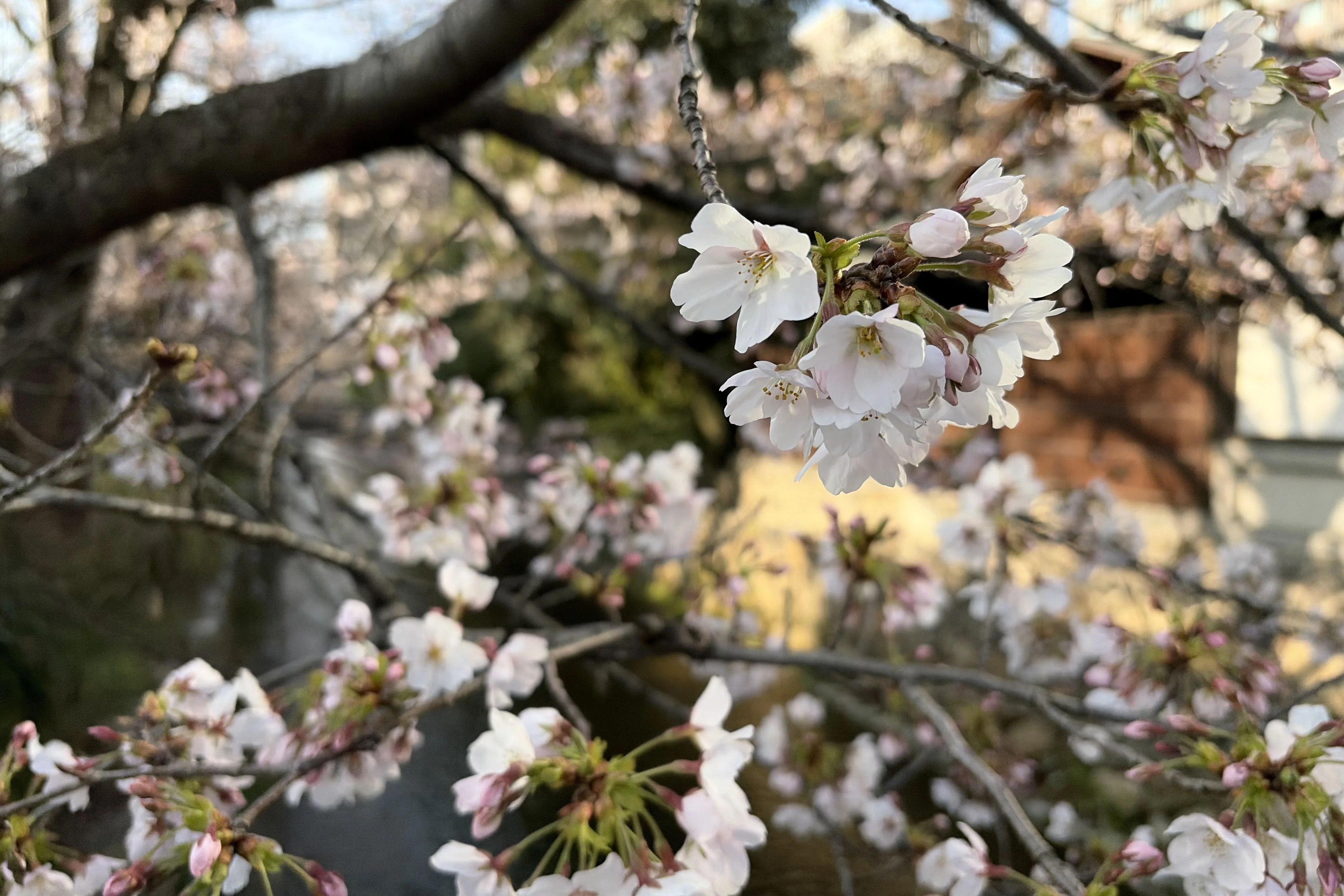 散ってはまた咲く桜のように、変化の中に生きていこうと心に決めた春