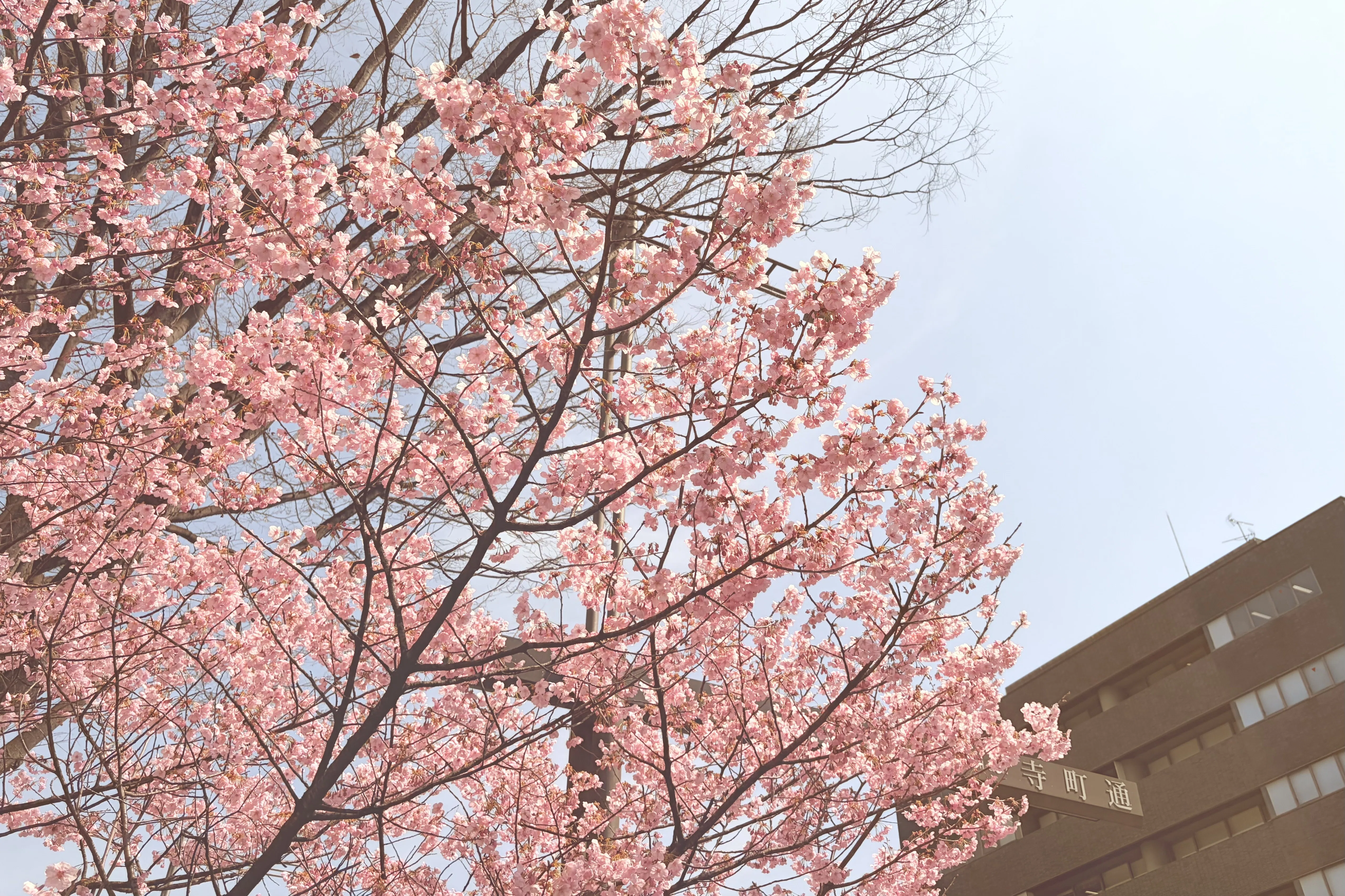 散ってはまた咲く桜のように、変化の中に生きていこうと心に決めた春