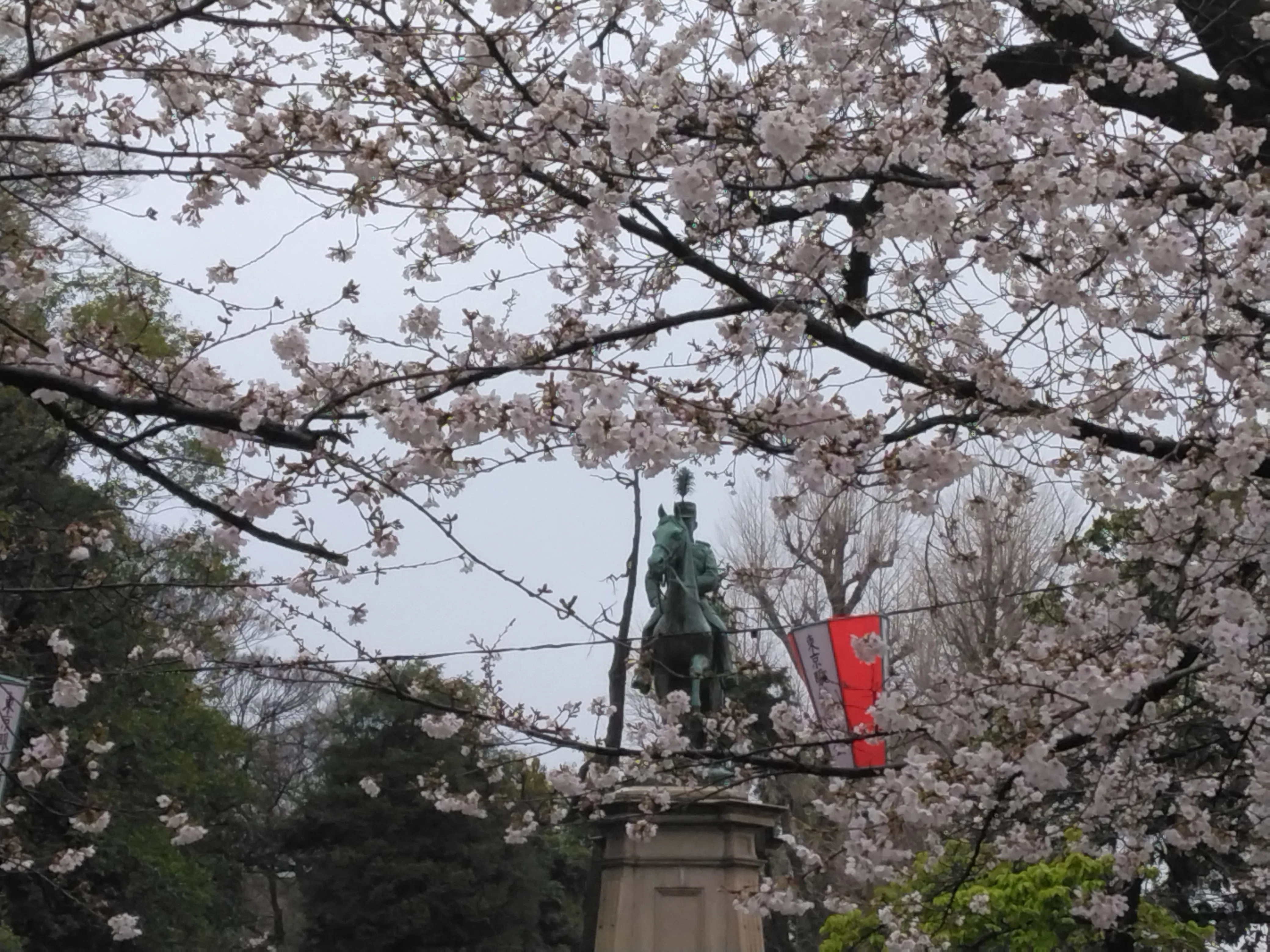上野公園（260328）｜トムラウシ！