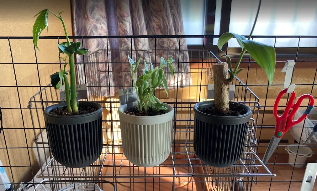 春近し！パキラを一刀両断した結果？【観葉植物】｜とまじぃ