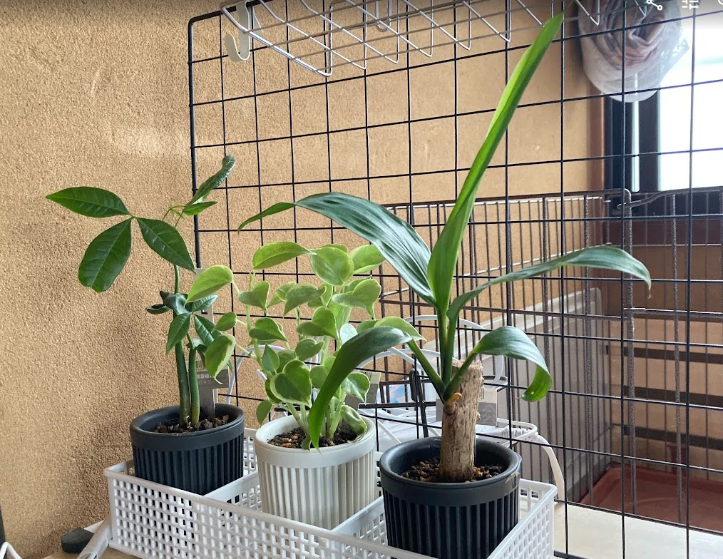 春近し！パキラを一刀両断した結果？【観葉植物】｜とまじぃ