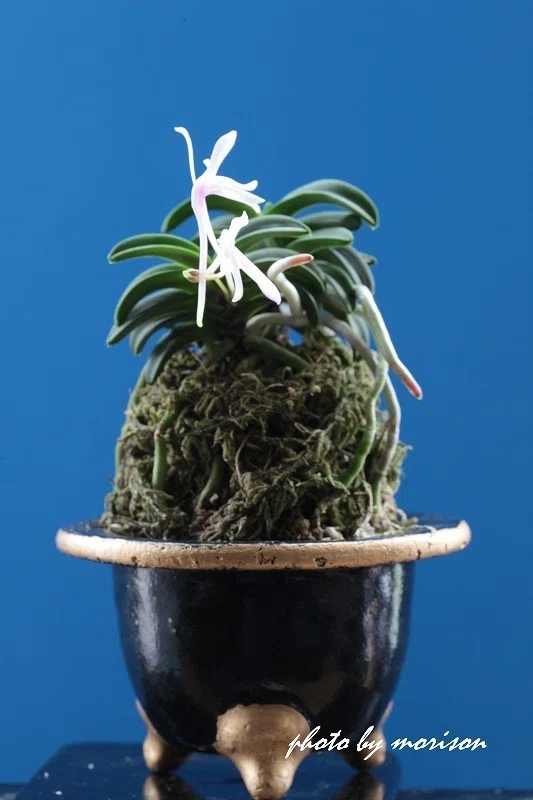 富貴蘭「青海」の花（過去の画像倉庫から）｜KJ Morison