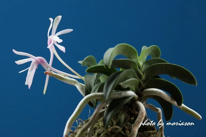 富貴蘭「青海」の花（過去の画像倉庫から）｜KJ Morison