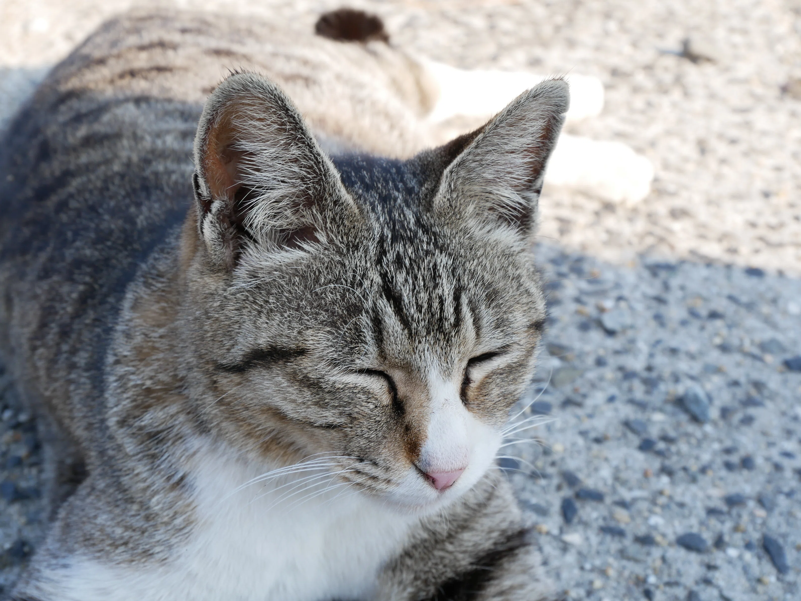 674 佐柳島・空飛ぶ猫に会いに来たけれど｜揺蕩う旅人・なお
