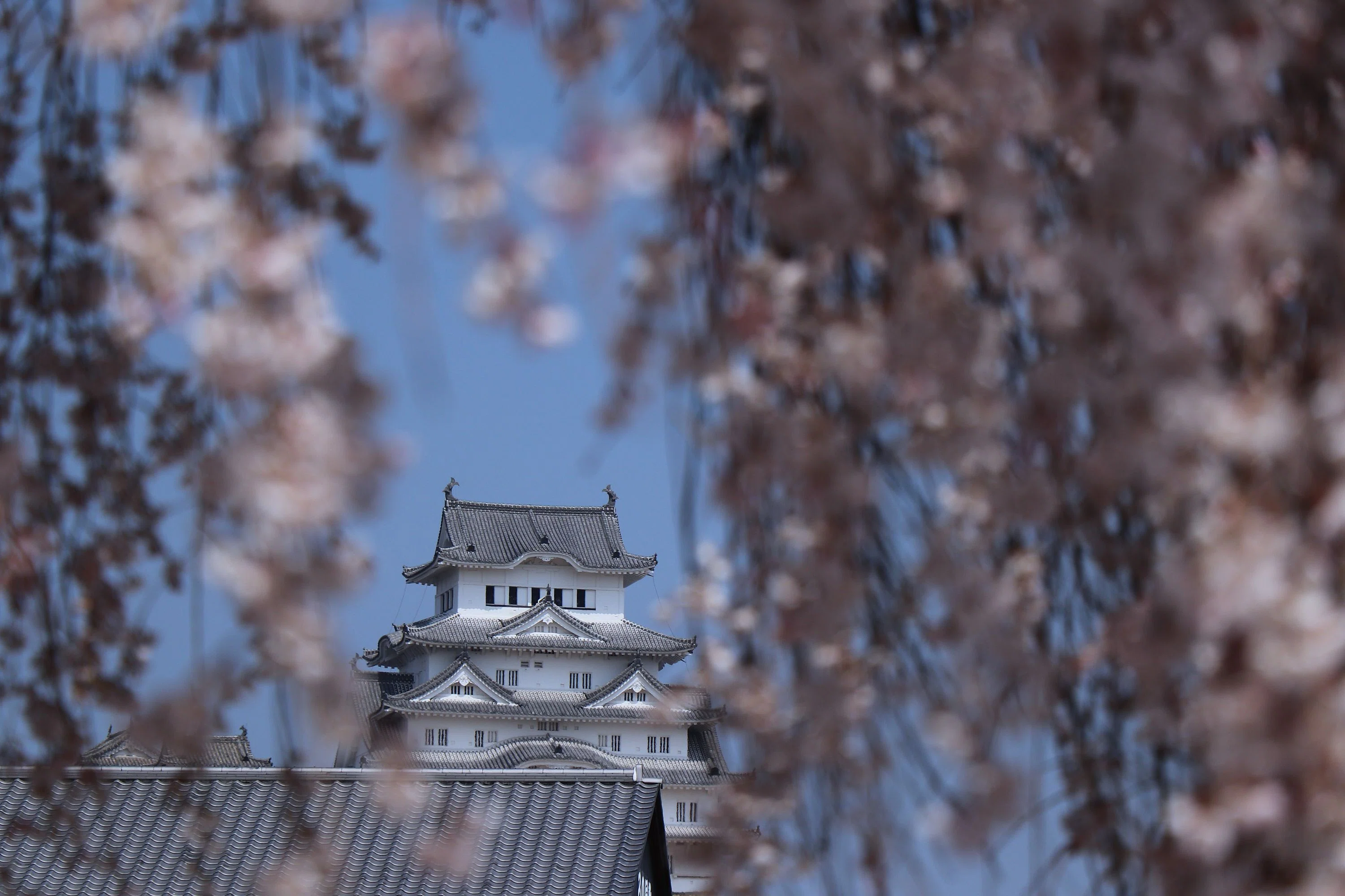 姫路城】桜の絶景ビューポイントを歩いて巡ってみた｜これから訪れる人