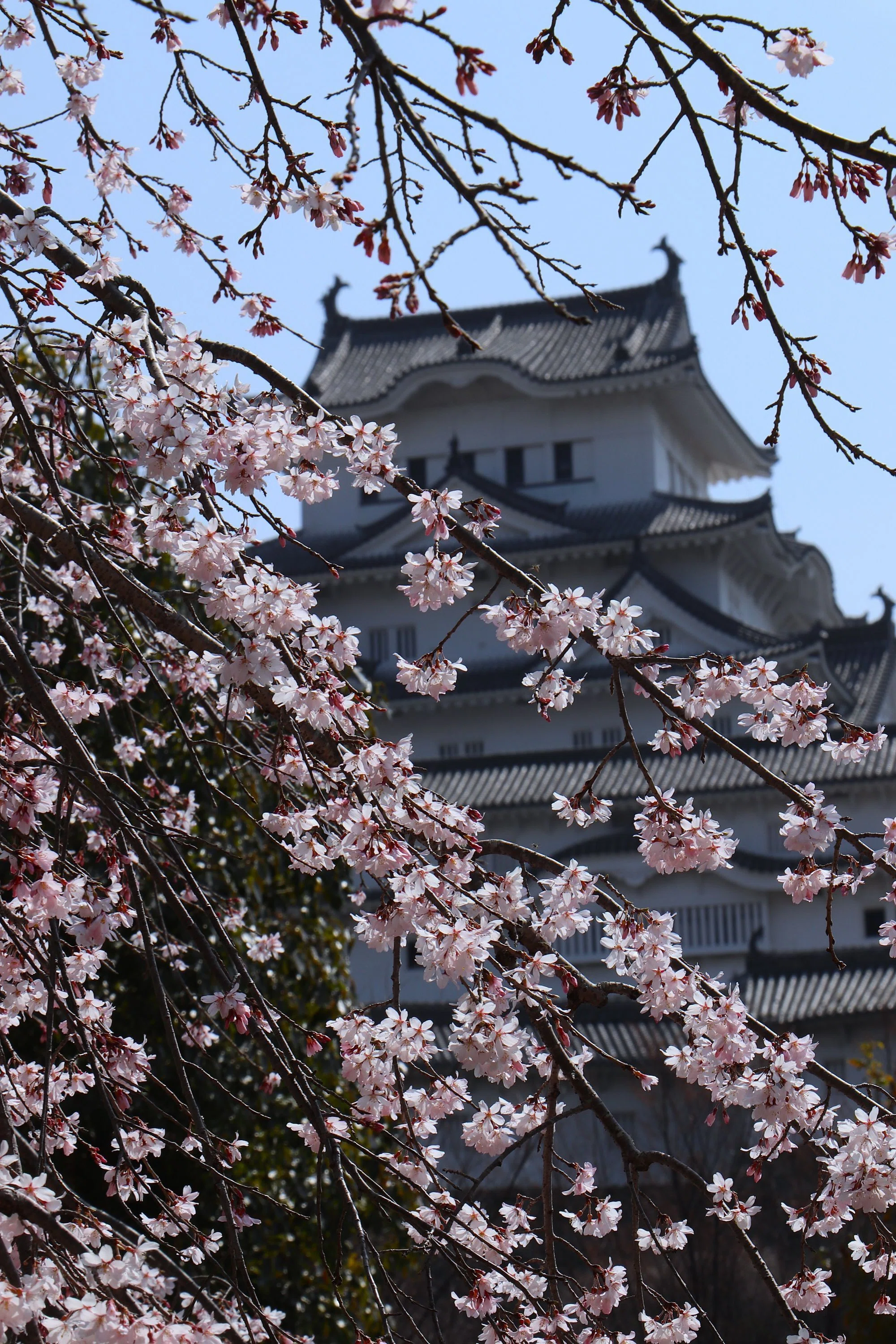 姫路城】桜の絶景ビューポイントを歩いて巡ってみた｜これから訪れる人