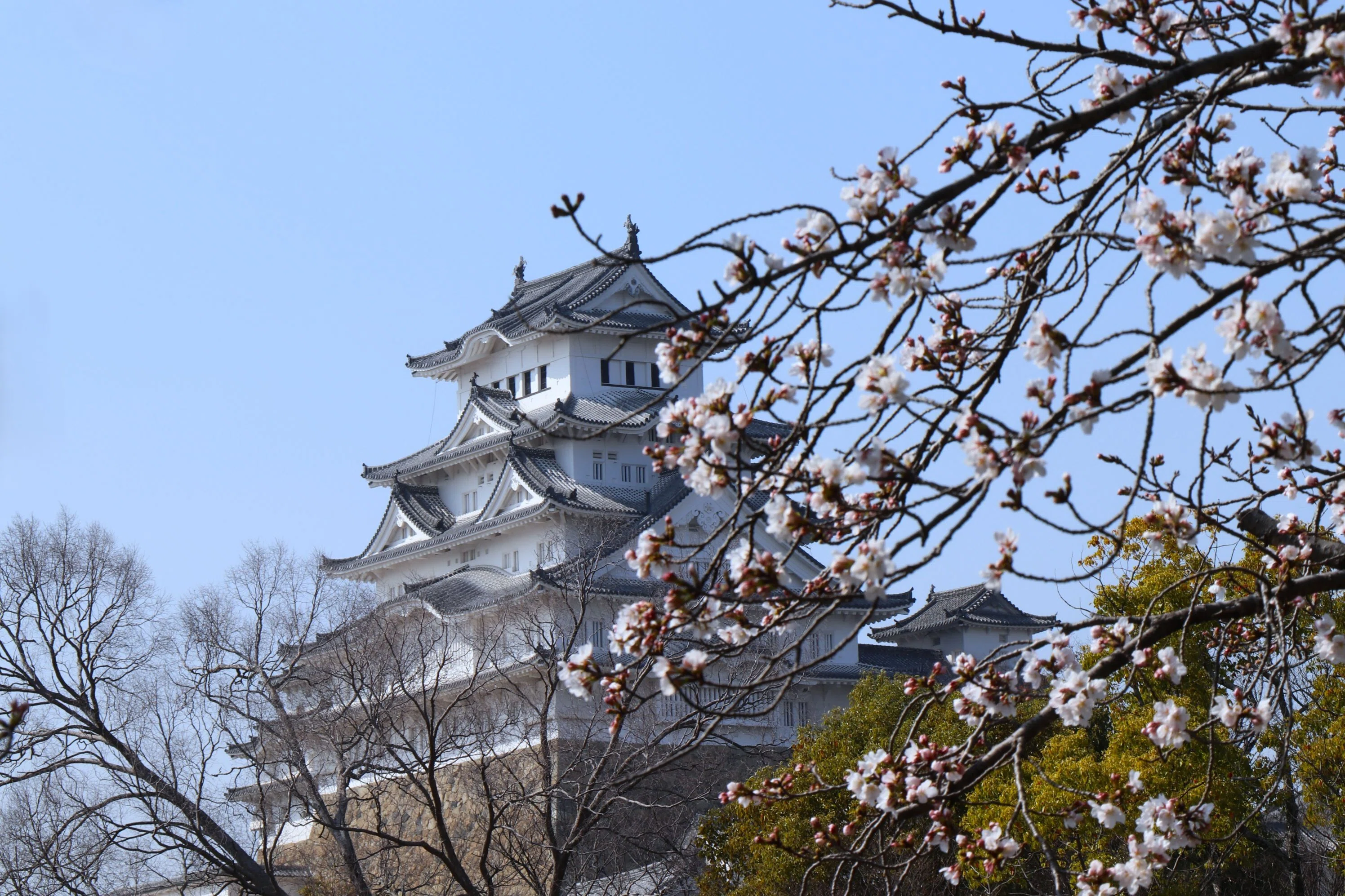 姫路城】桜の絶景ビューポイントを歩いて巡ってみた｜これから訪れる人