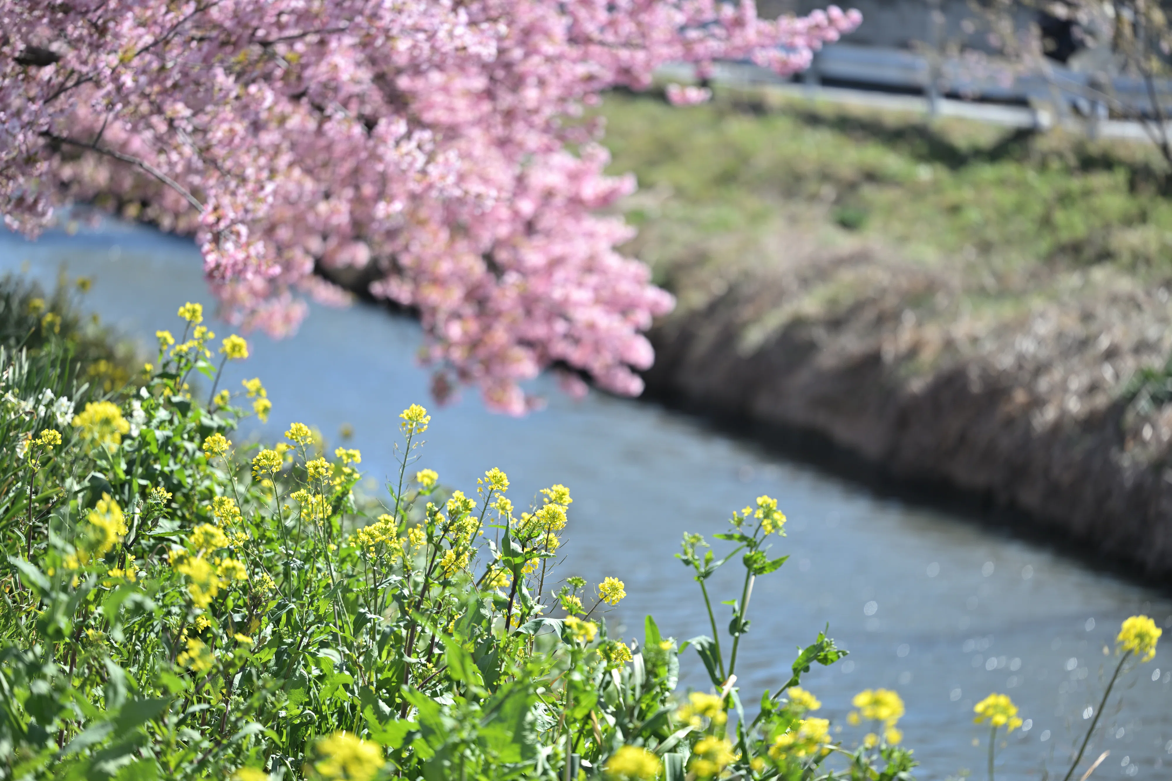 桜花 久喜市鷲宮にある青毛堀川沿いの河津桜を撮りに行った話｜VINCENT2GB