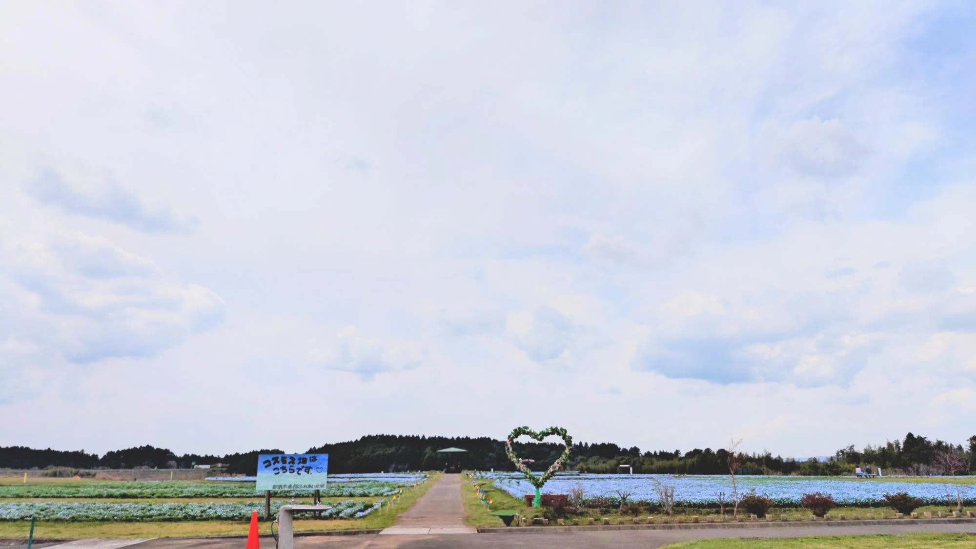 Miyakonojo City] A new flower spot is born! The blue carpet was