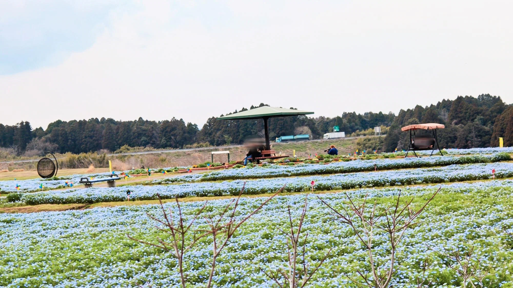 Miyakonojo City] A new flower spot is born! The blue carpet was