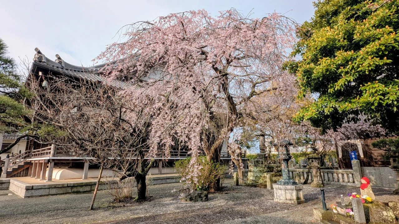 鎌倉・小町「本覚寺の枝垂桜 2026」【四季折々の花、草木】〈名所編