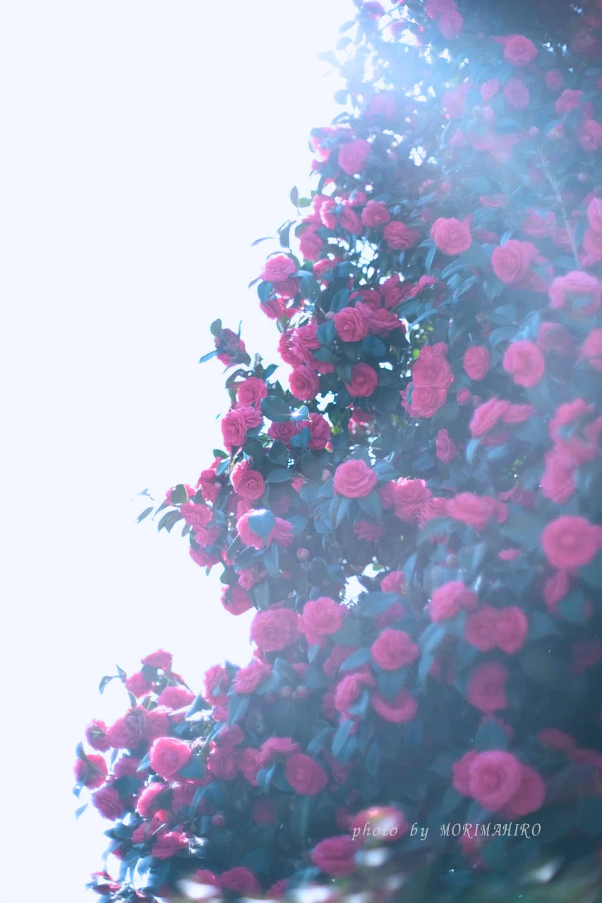 春椿