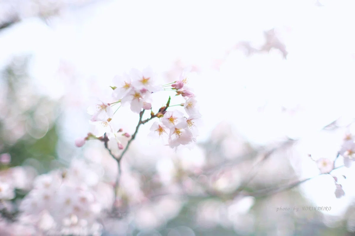桜