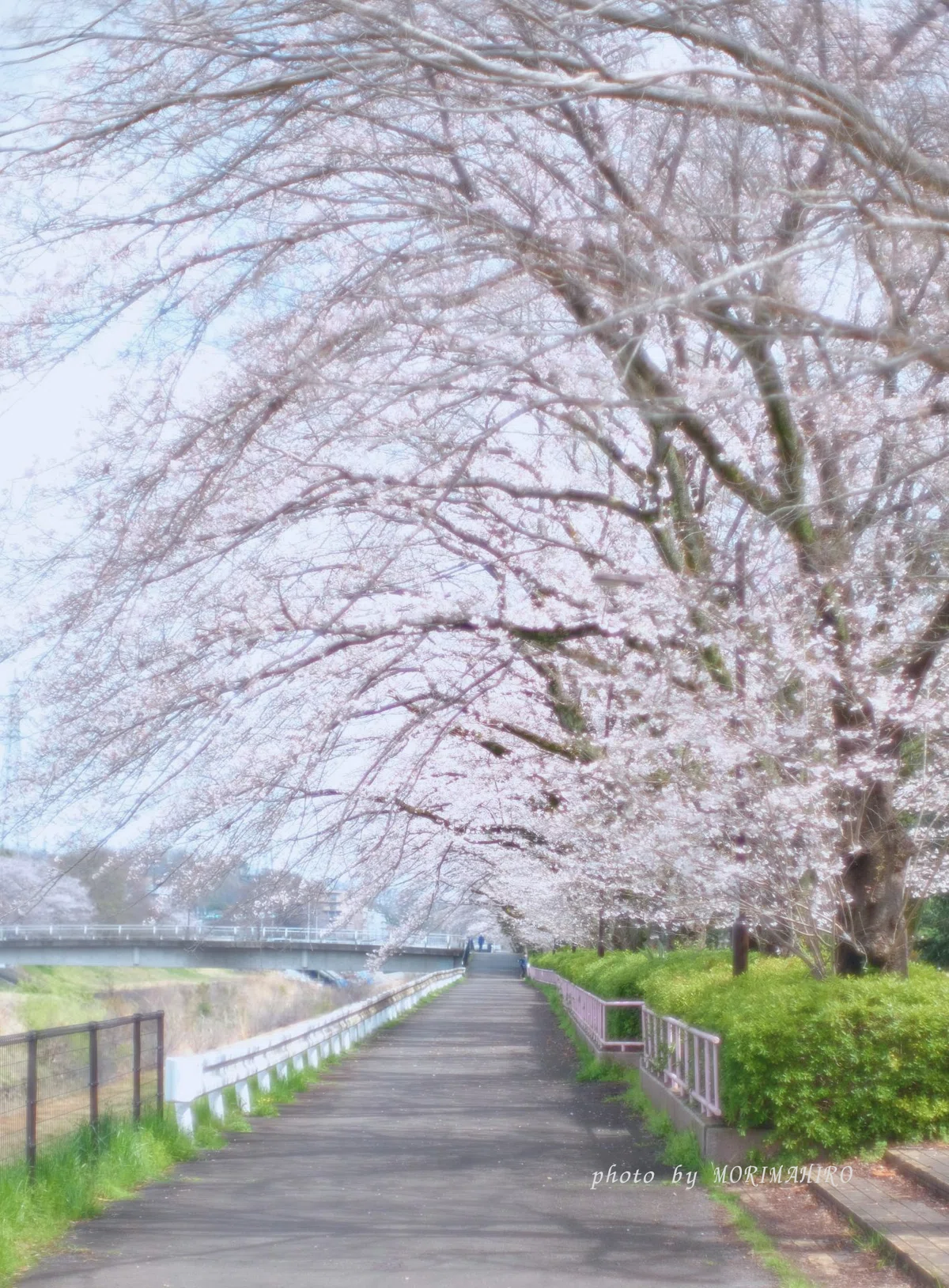 満開の桜