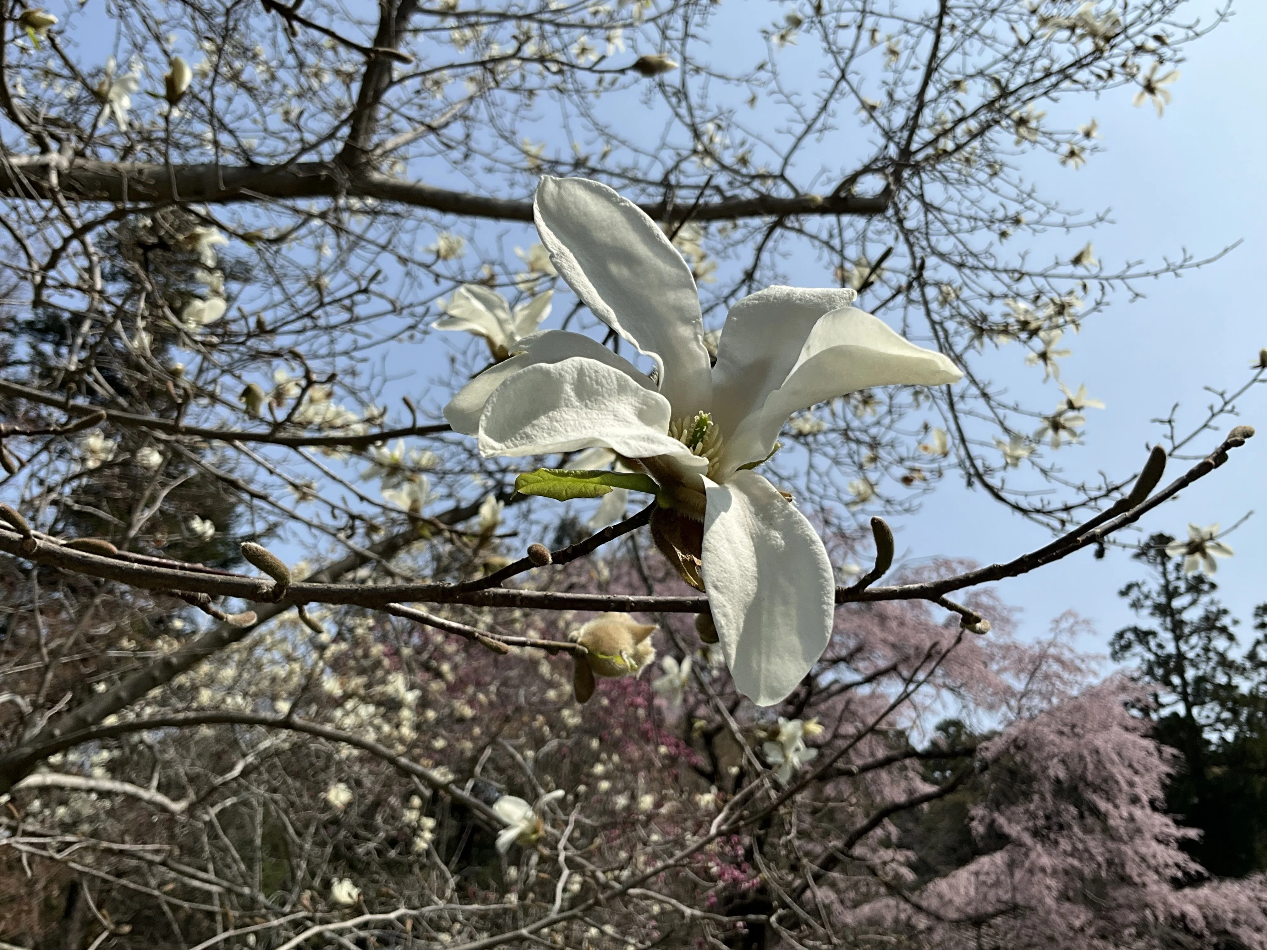 コブシとハクモクレン（京都府立植物園）：2026年3月27日（金）｜藤井