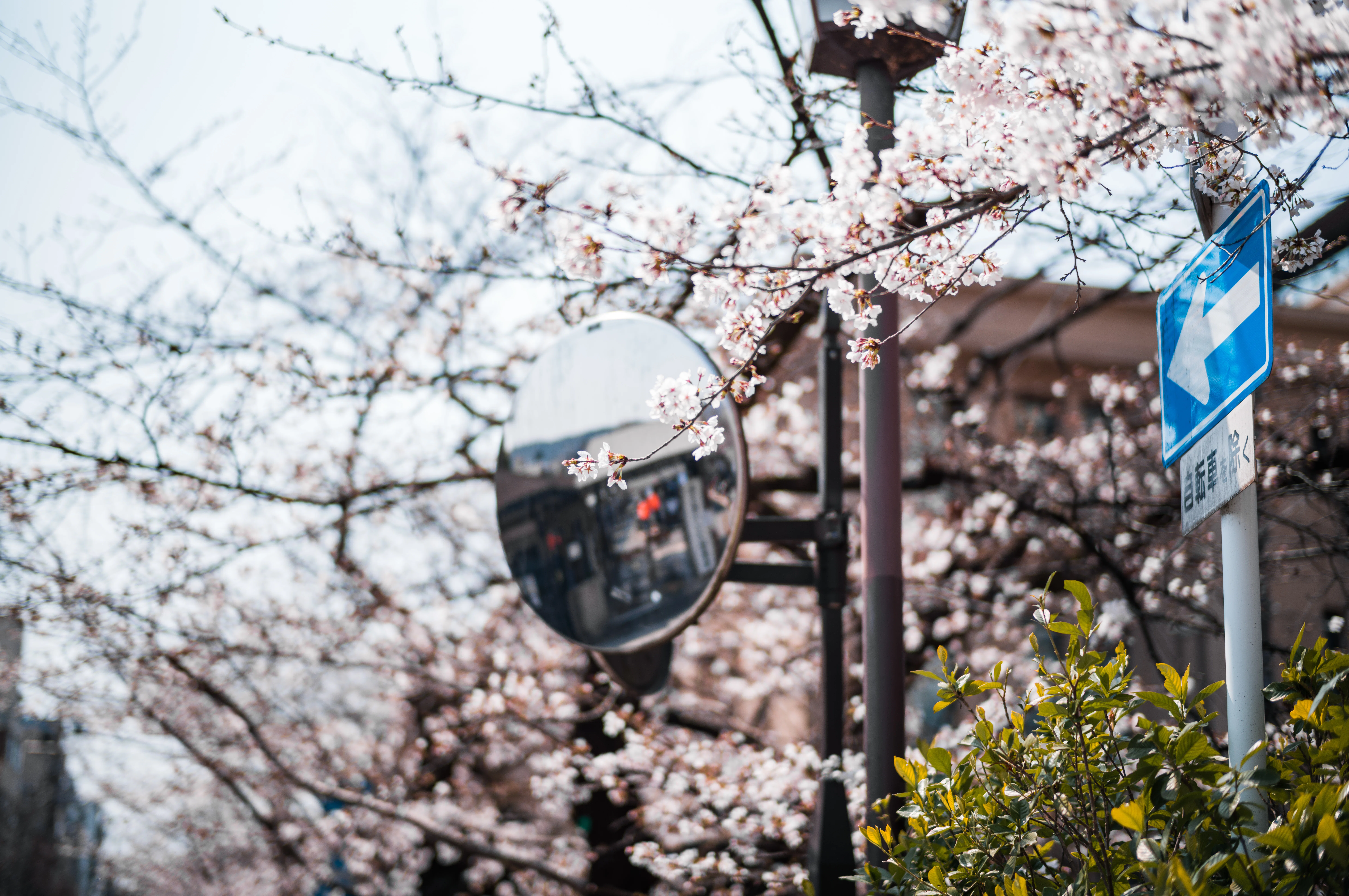 Shot on Leica #13｜さくら咲き乱れる春の京都｜みかづき