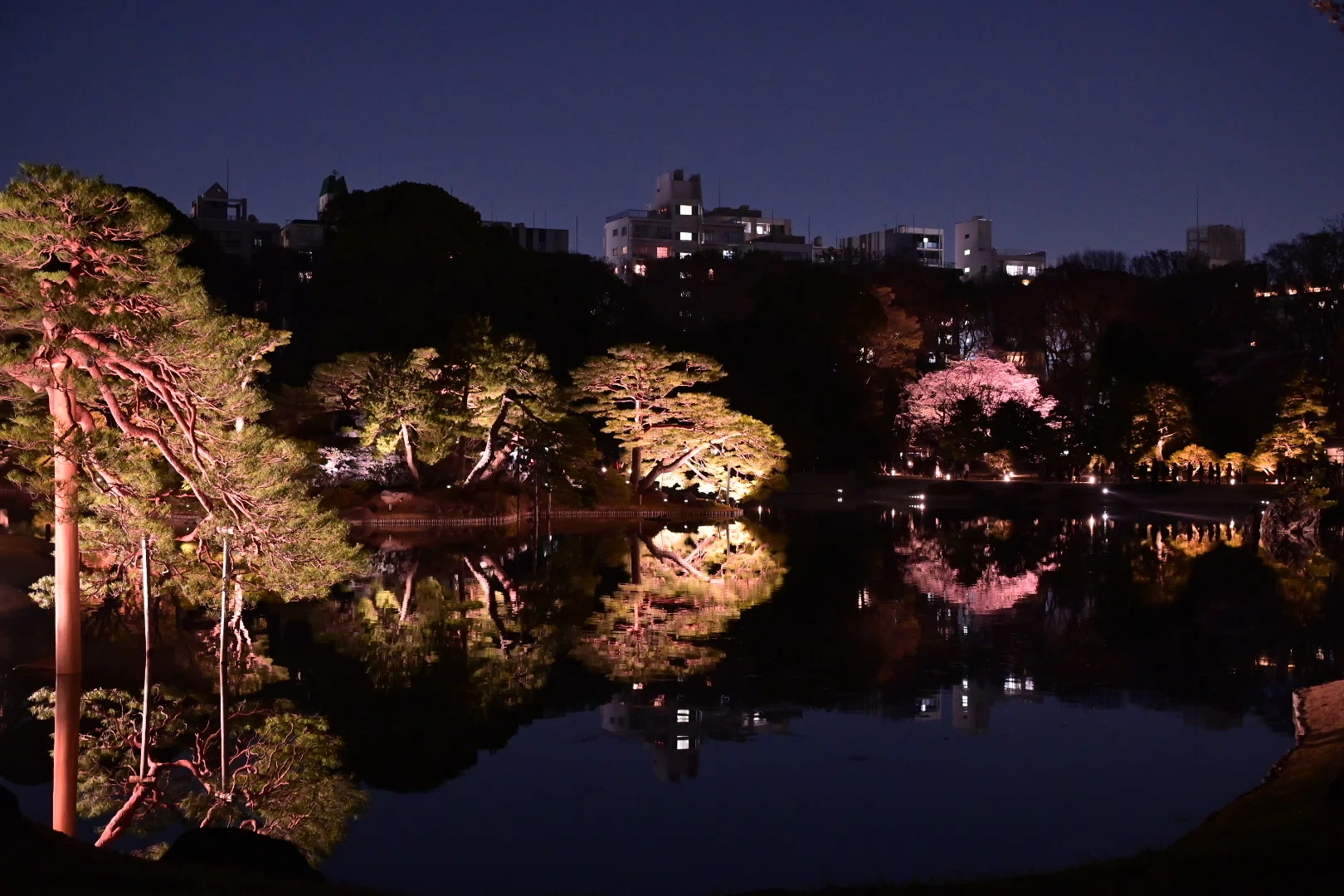 東京さんぽ／2026年3月 六義園の夜桜｜mitsuki sora