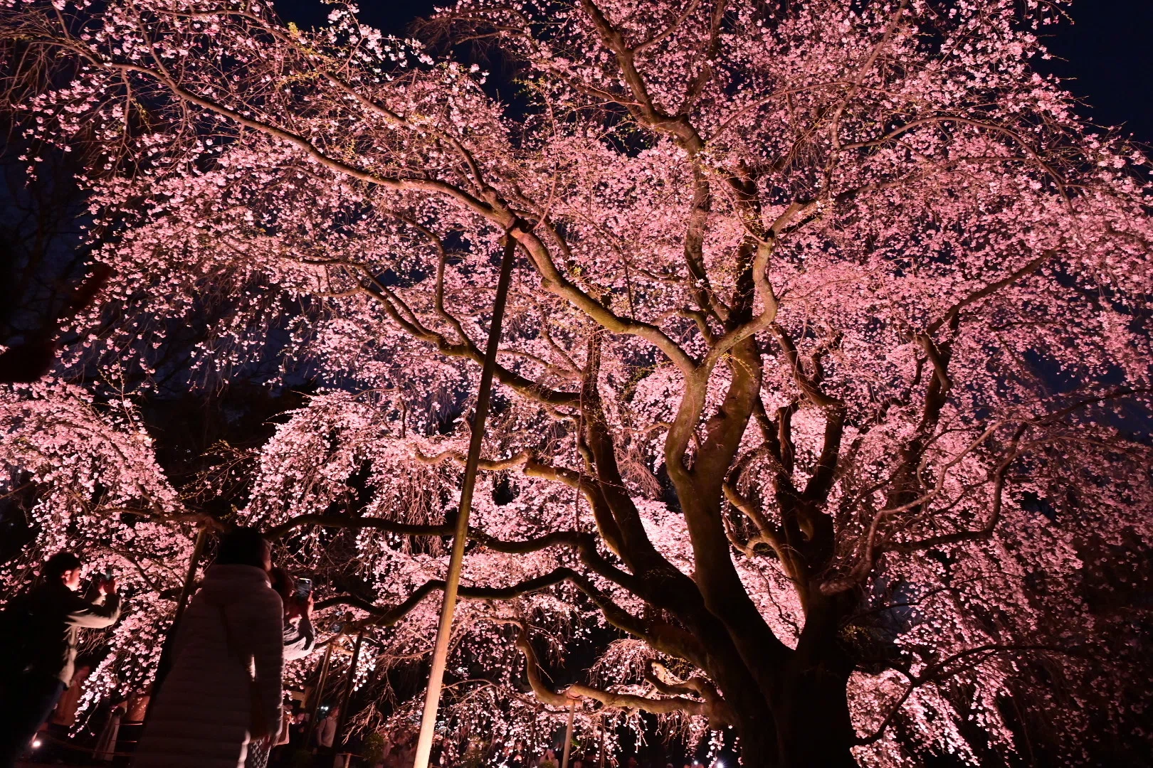 夜桜散歩 東京さんぽ／2026年3月 六義園の夜桜｜mitsuki sora