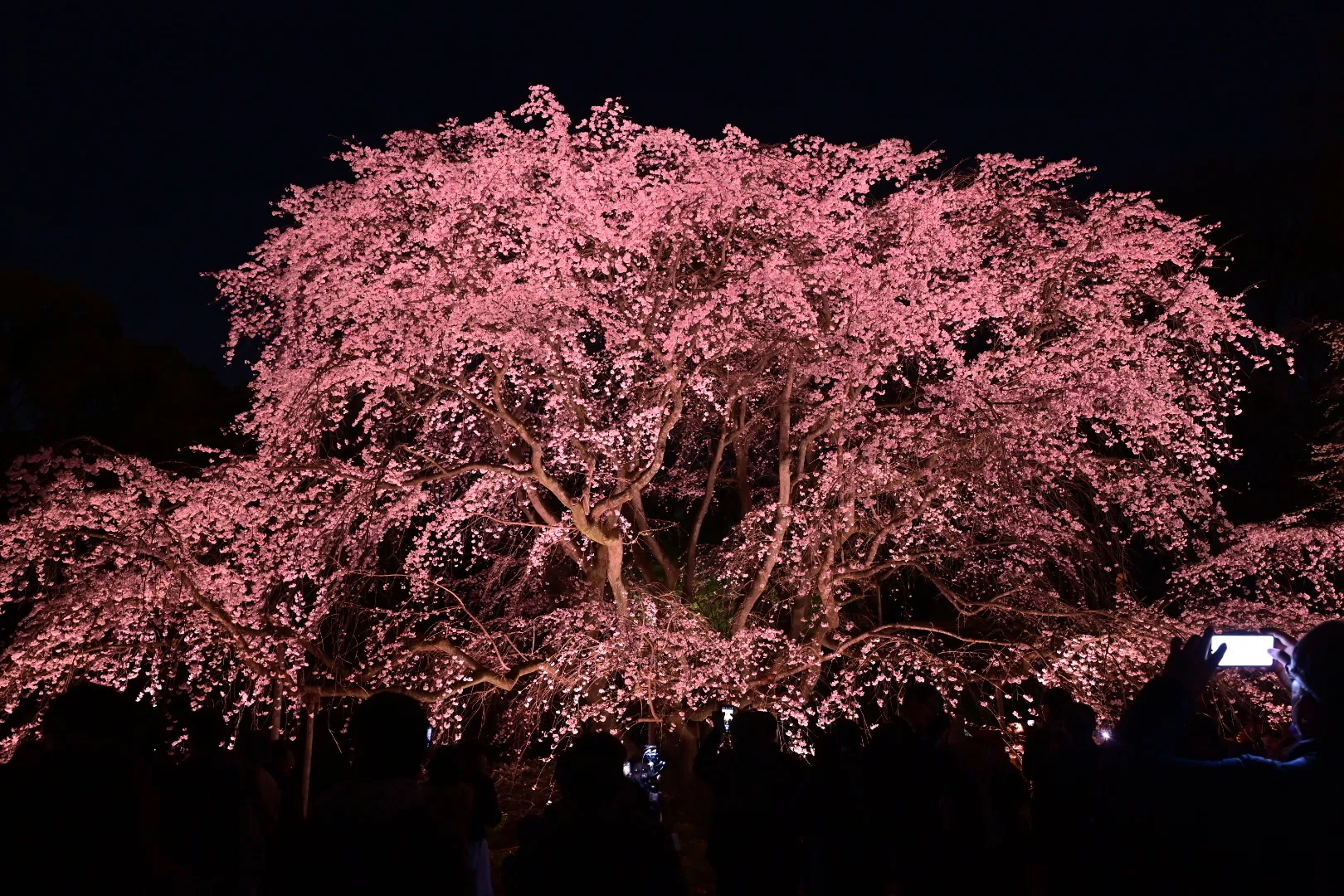 東京さんぽ／2026年3月 六義園の夜桜｜mitsuki sora