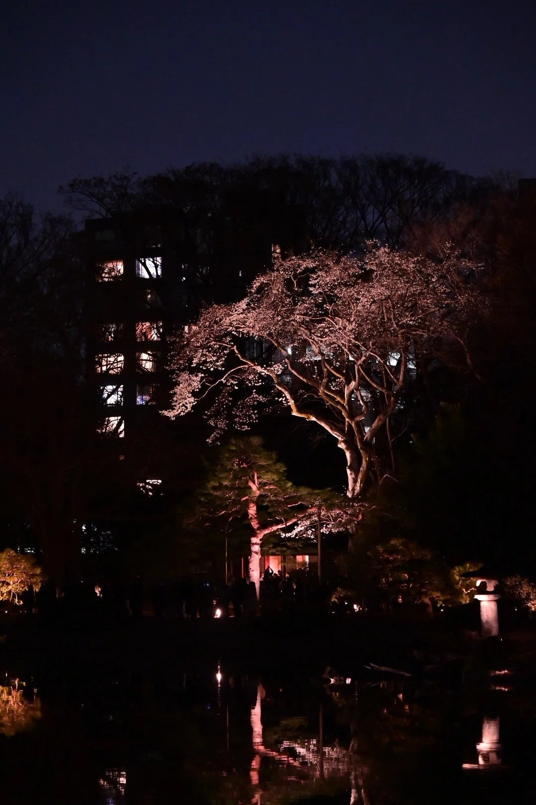 東京さんぽ／2026年3月 六義園の夜桜｜mitsuki sora