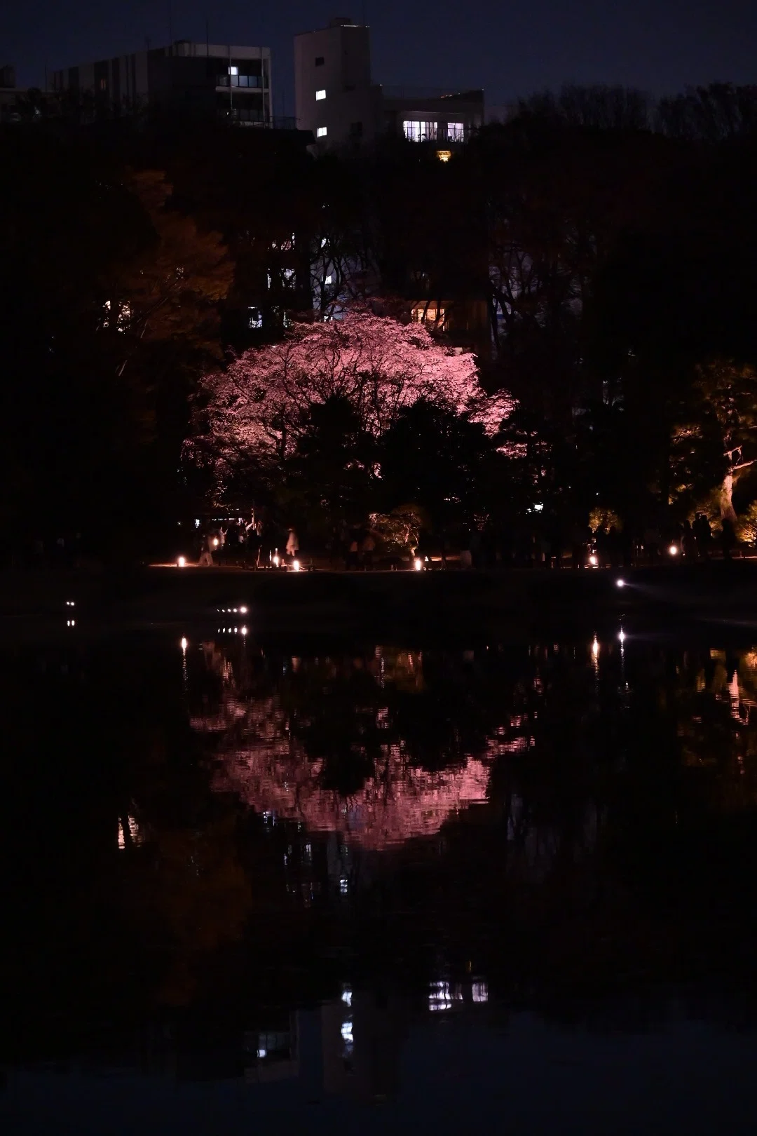 月夜桜 月夜桜 | GANREF