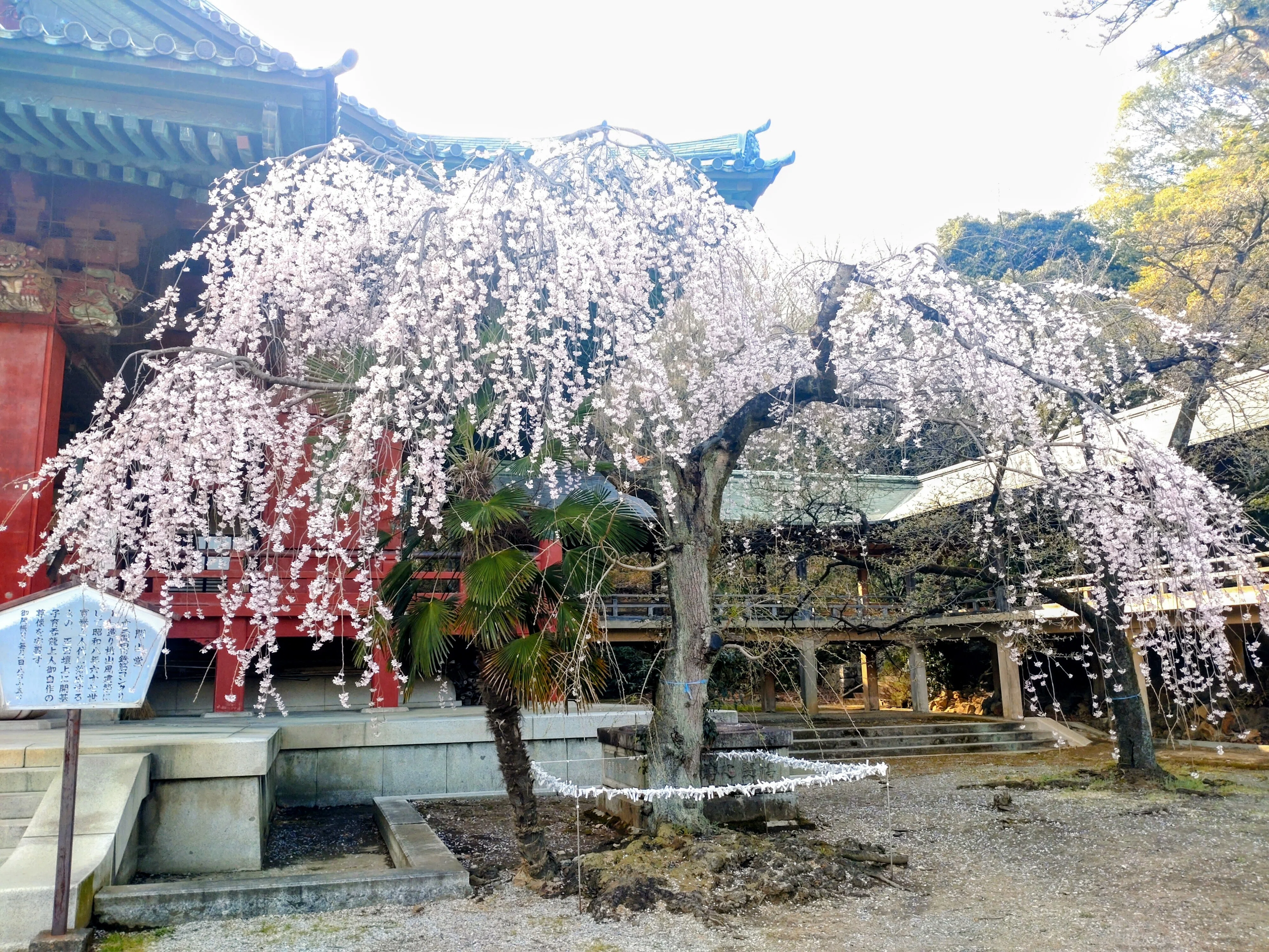 お譲り価格です。大光院、太田金山子育て呑龍様ホワイト貝殻ペンダント 太田金山 子育て呑龍』を辿る。徳川家康が愛し、上人が命を救った大光