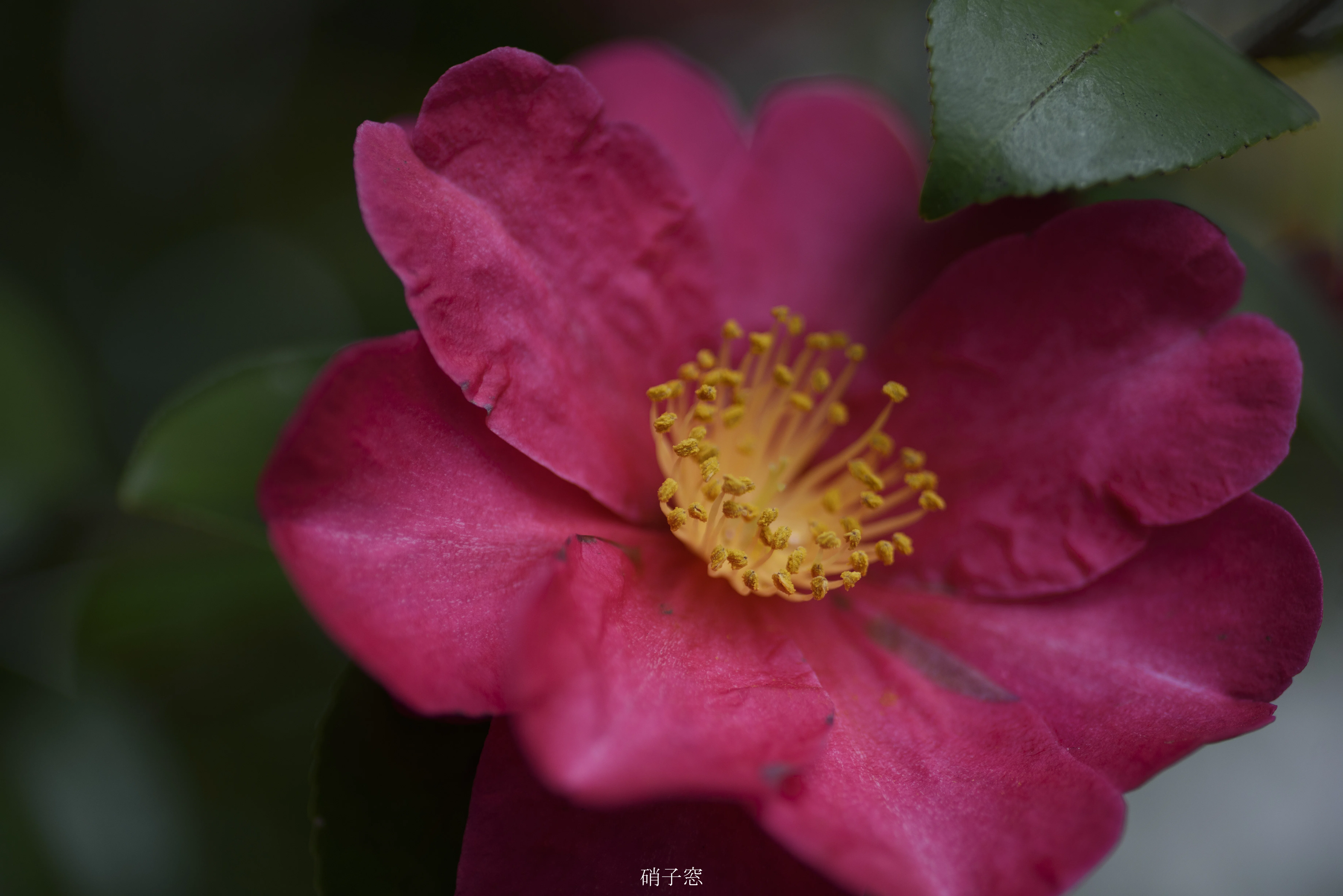 SIGMA AF 90mm F2.8 Macro｜硝子窓